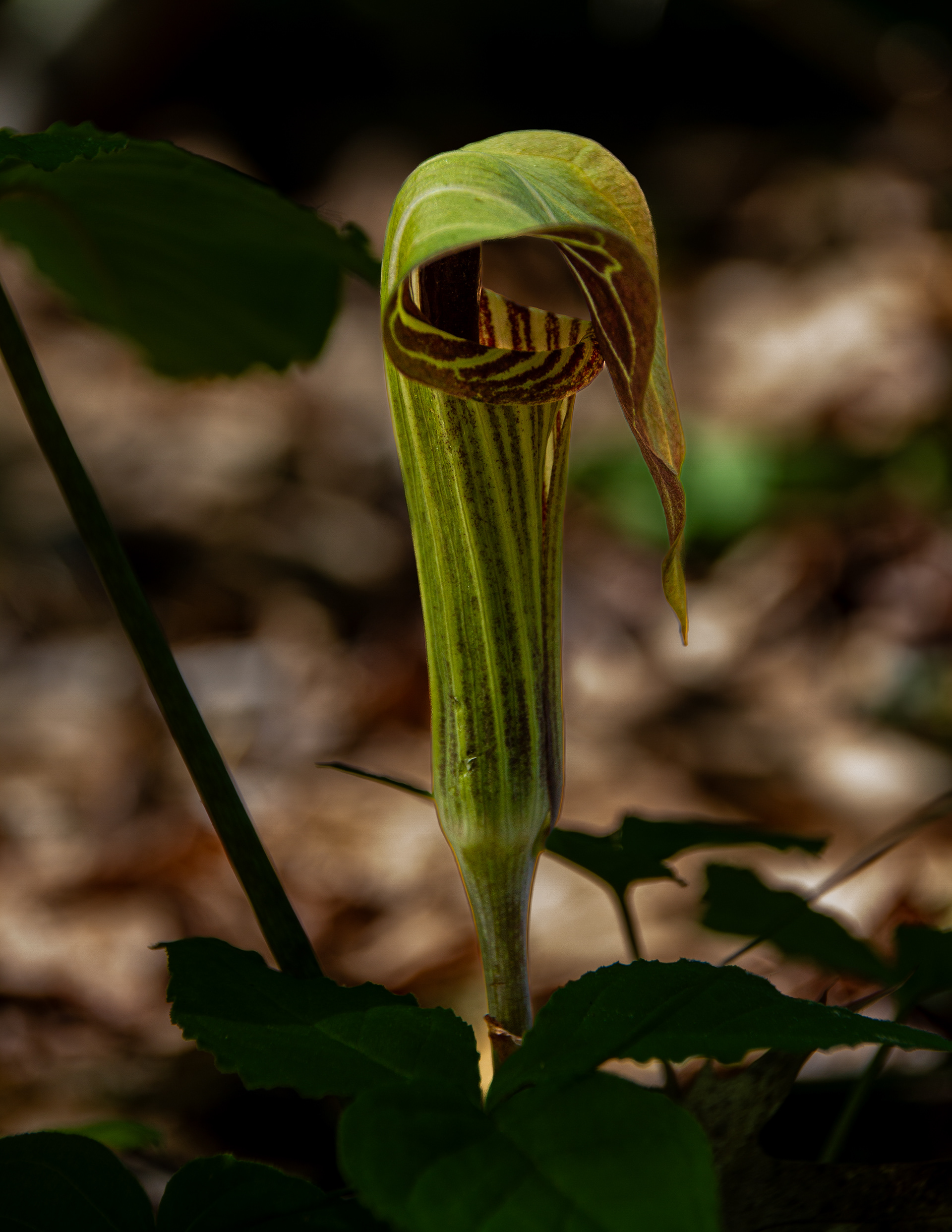 Jack-in-the-Pulpit - June 1, 2024