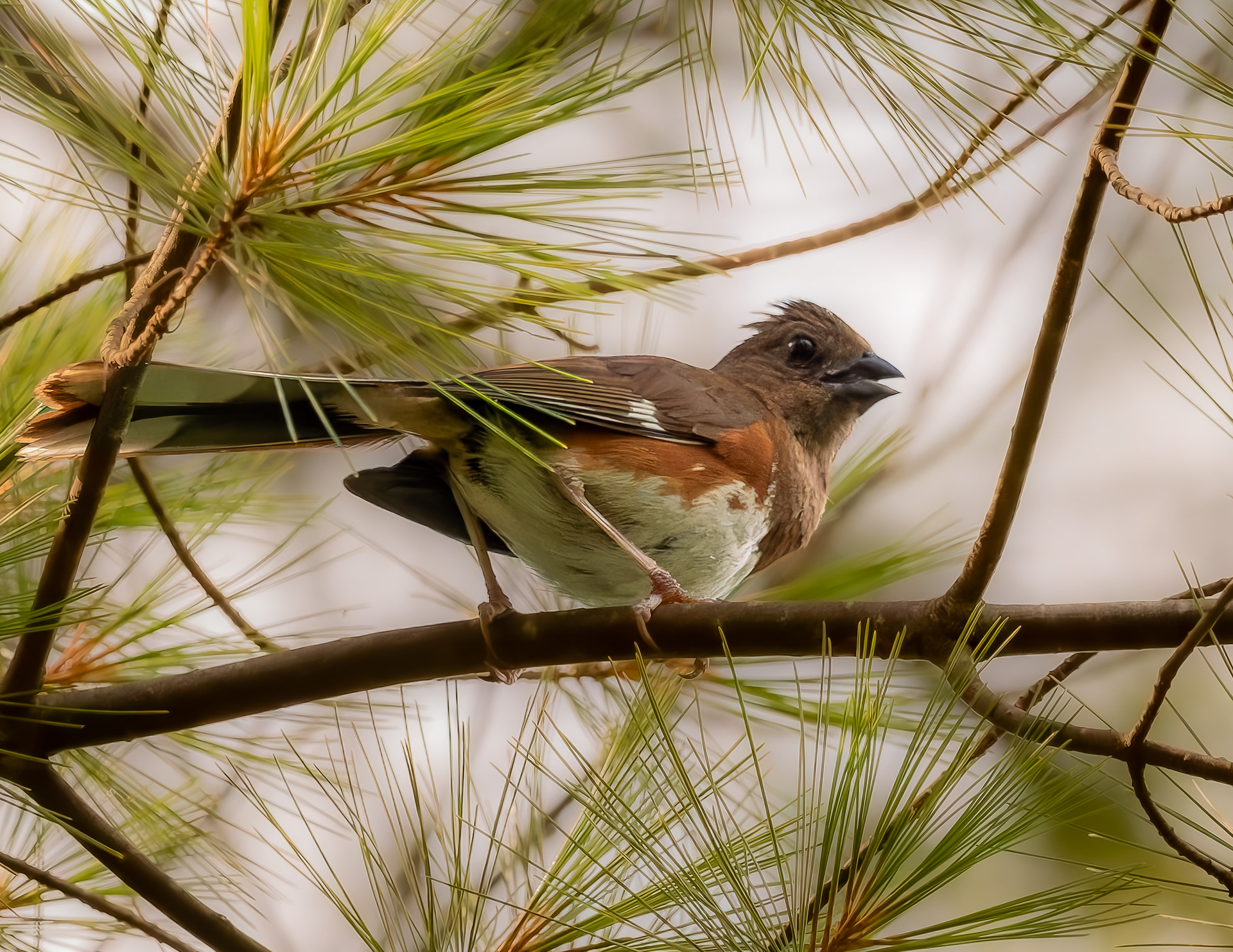 Female Eastern Towhee No3