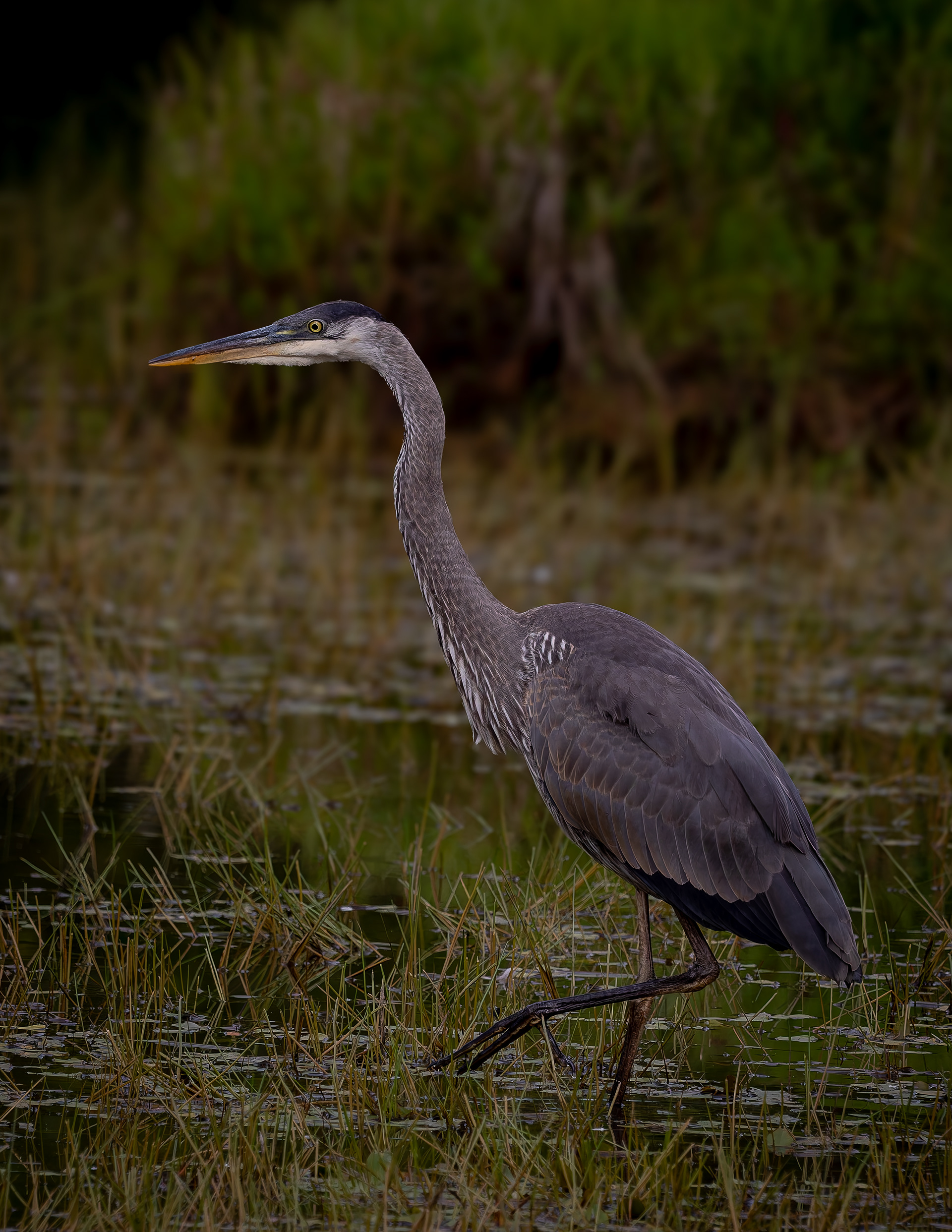 Great Blue Heron No7 - August 30, 2026