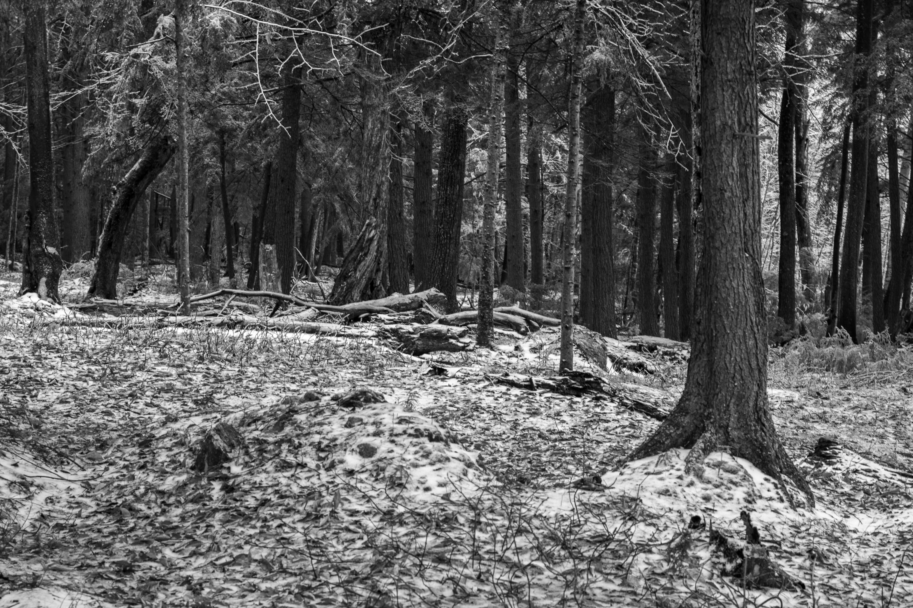 Woodlands During Ice Storm