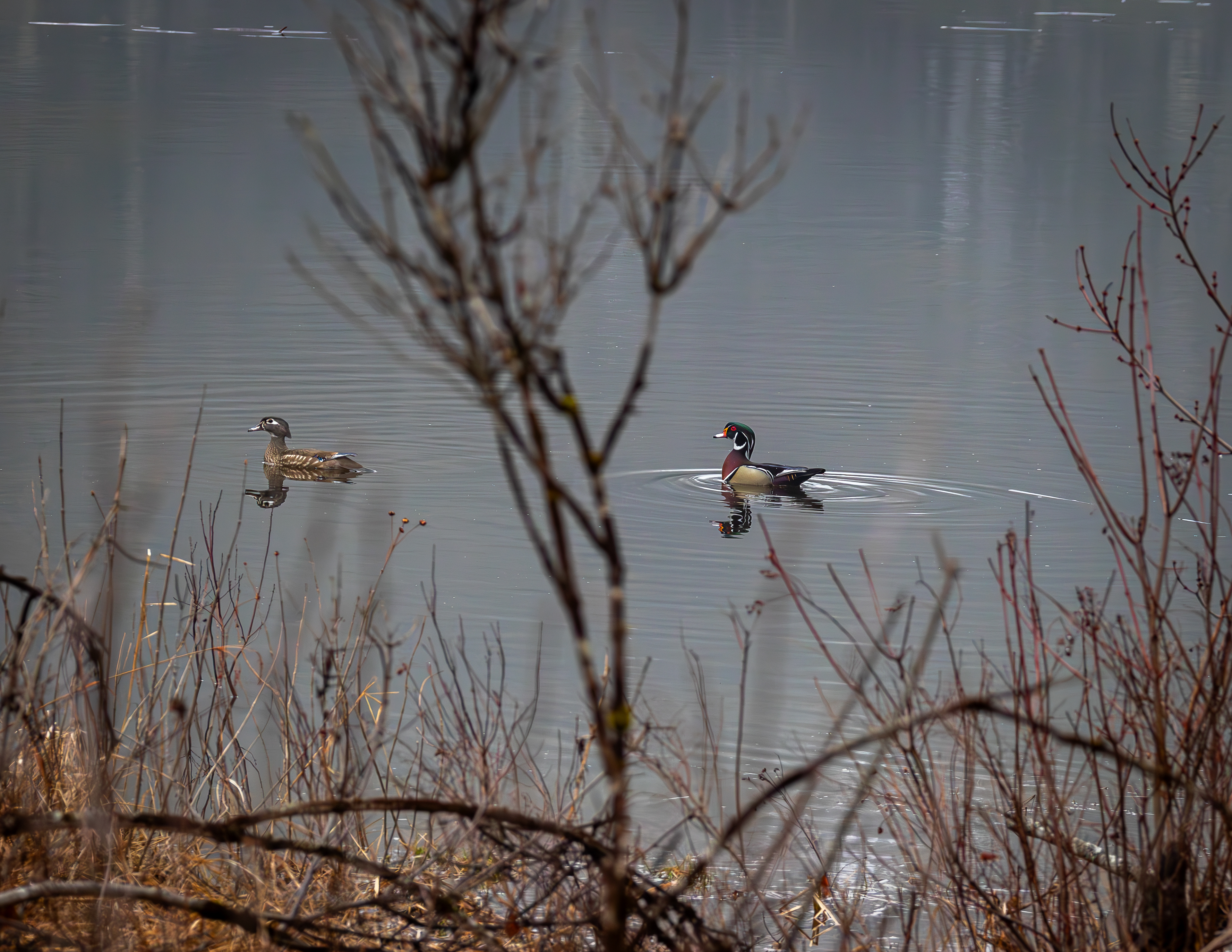 Wood Duck Pair in Academy Brook