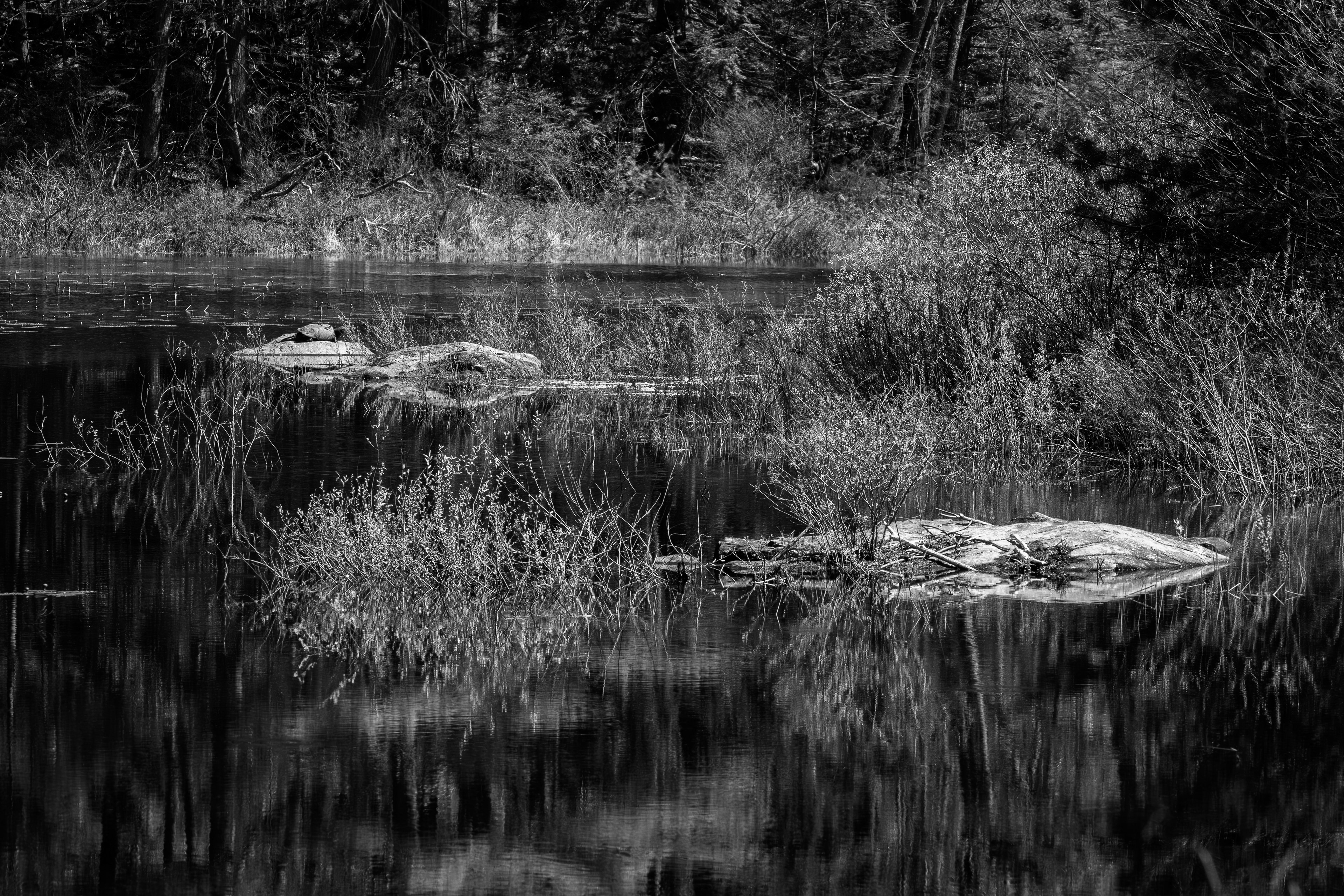 Factory Pond Reflections in B&W