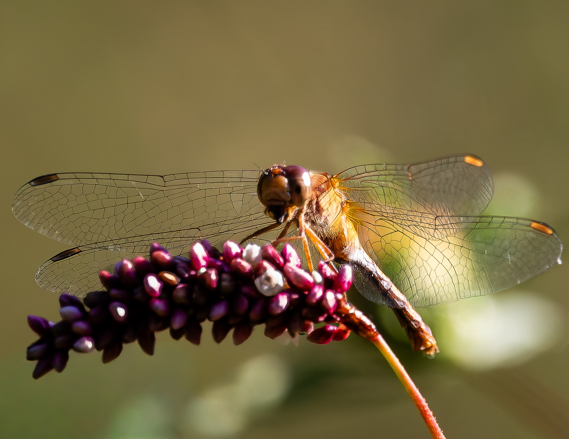 Eastern Amberwing Butterfly