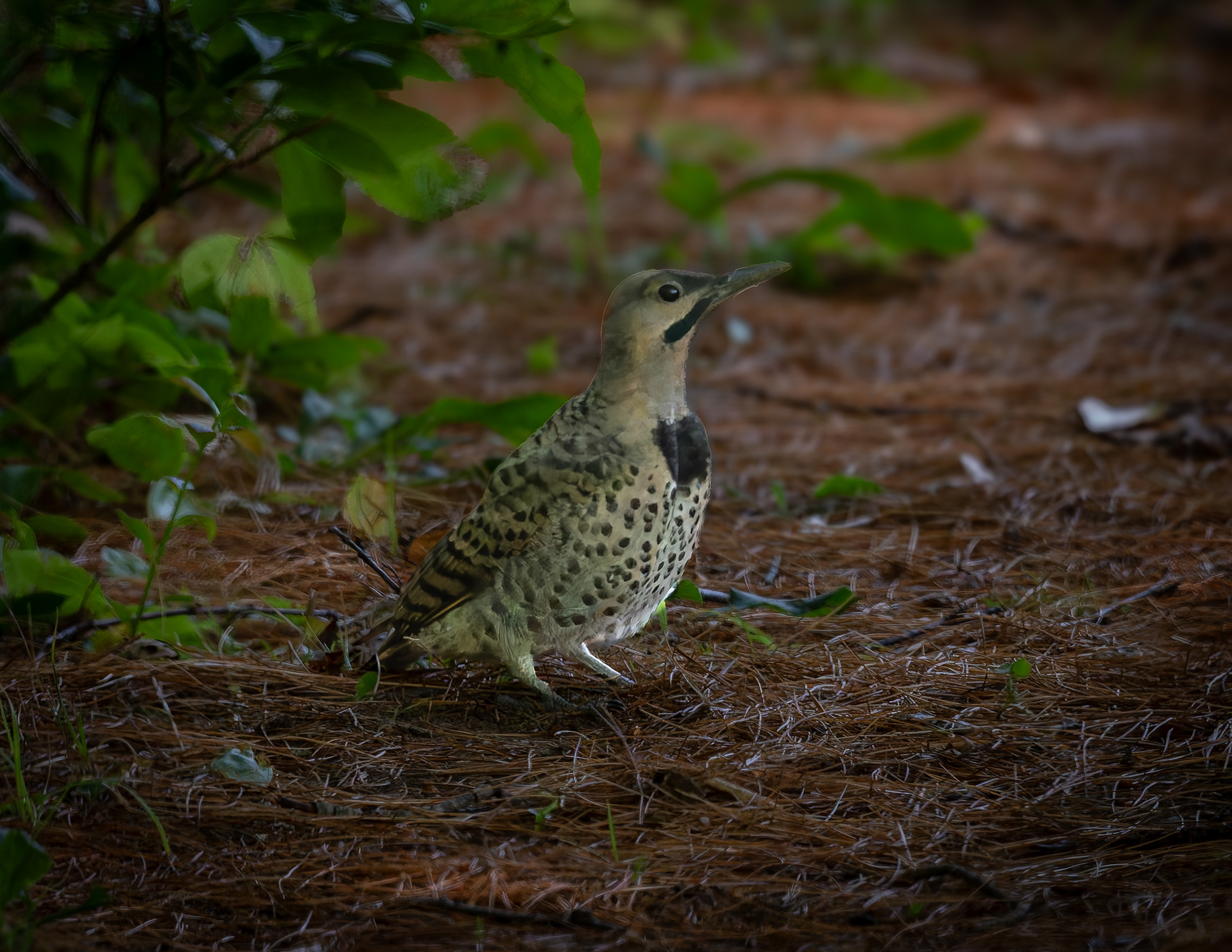 Northern Flicker