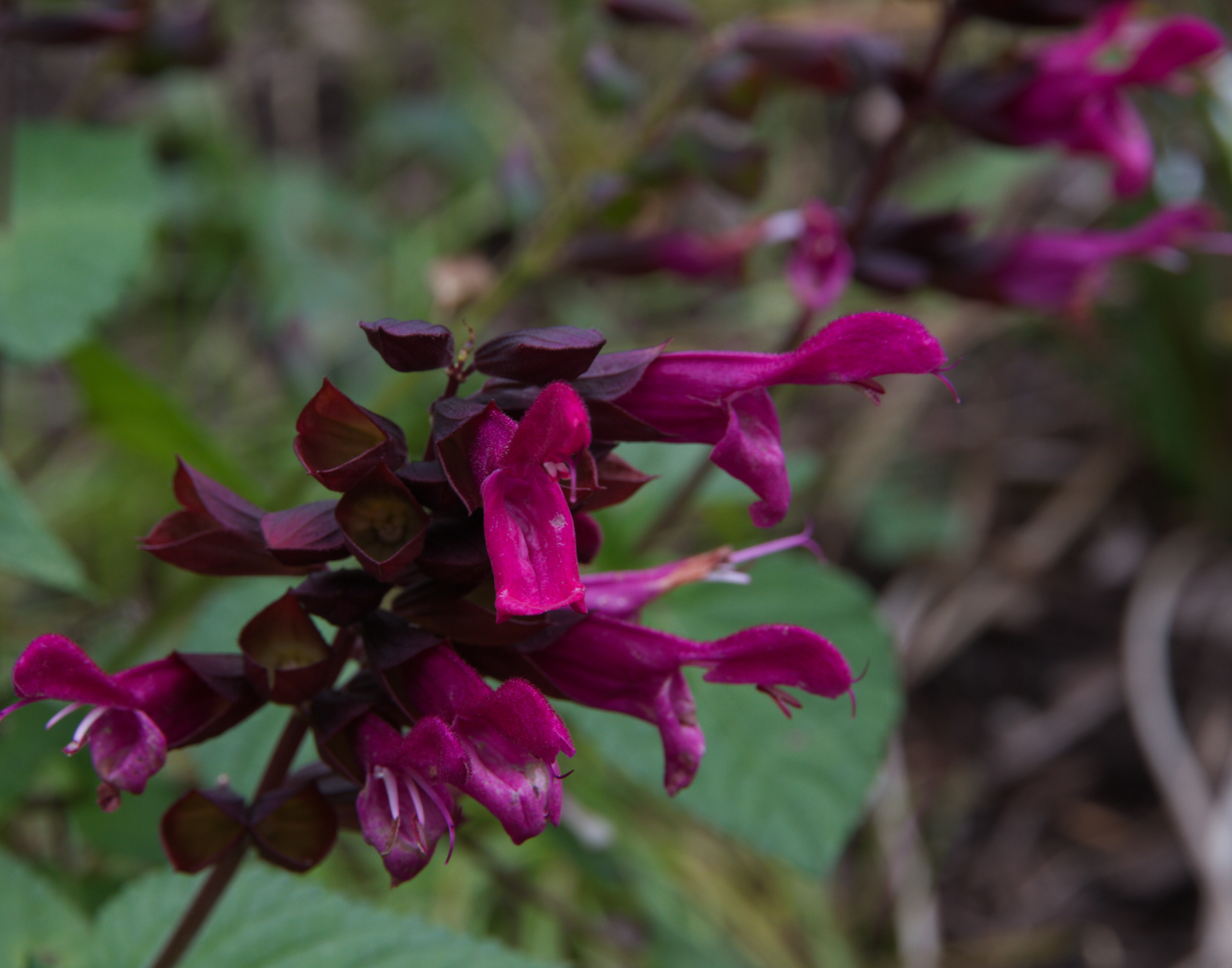 Pink Salvia