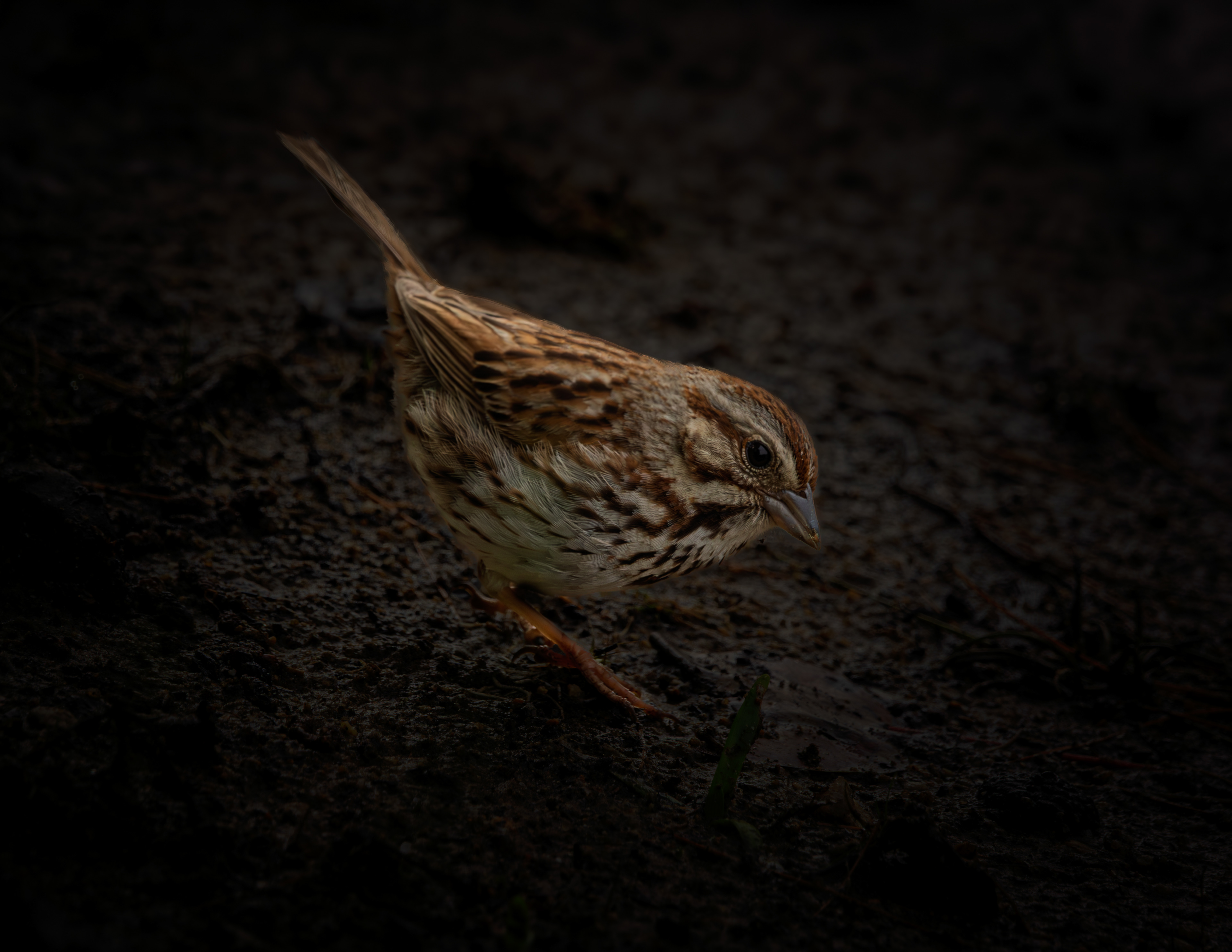 Song Sparrow - June 29, 2025