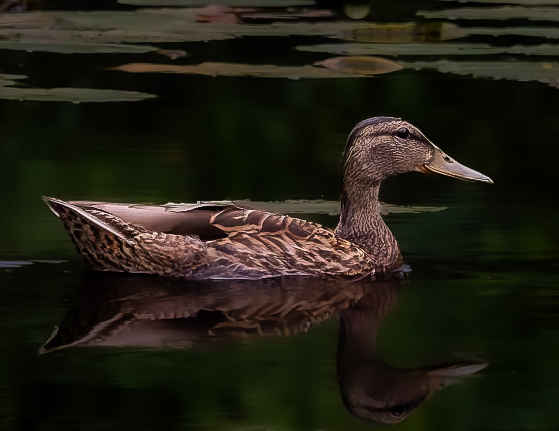 Mallard Hen No7