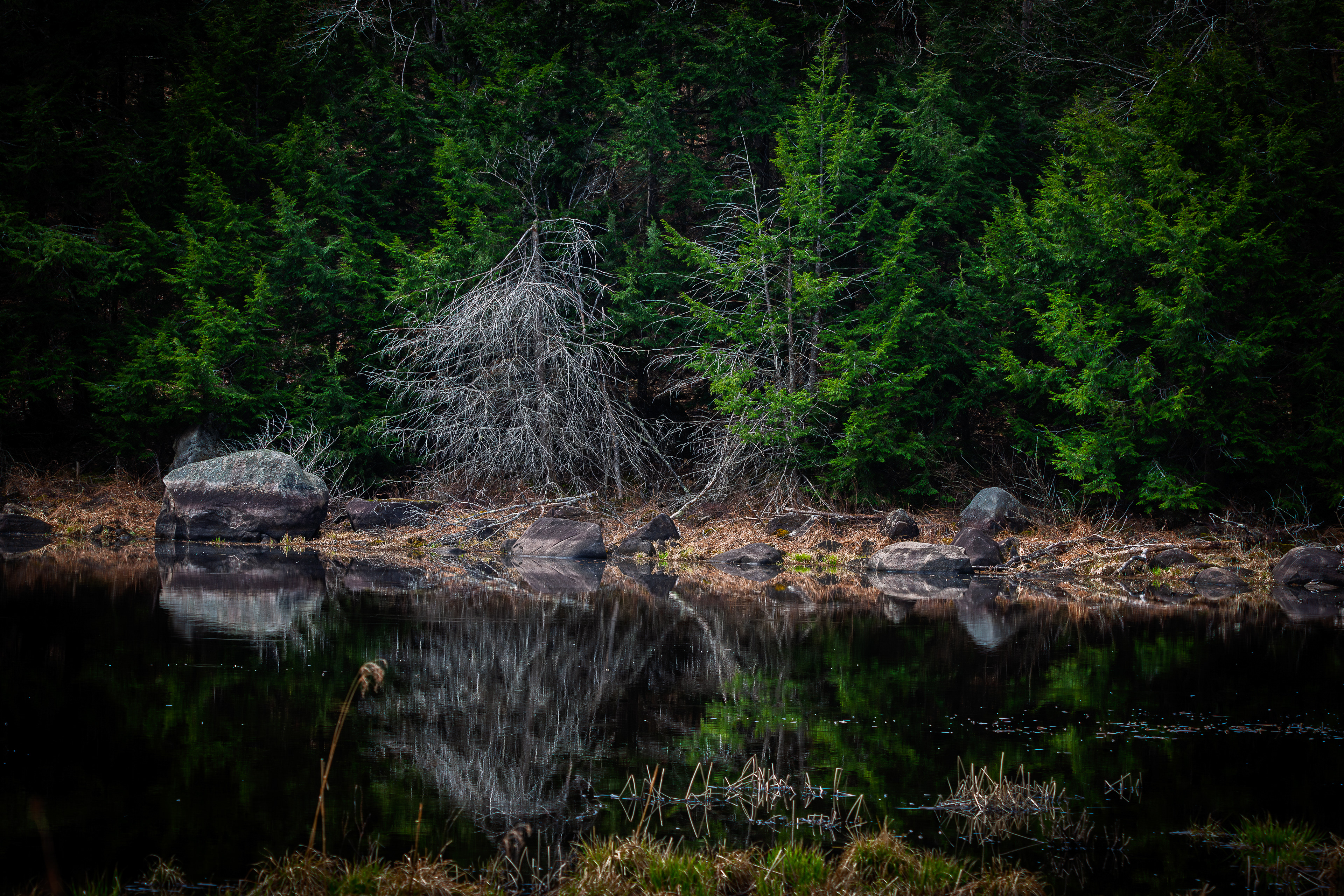 Carding Mill Pond No4