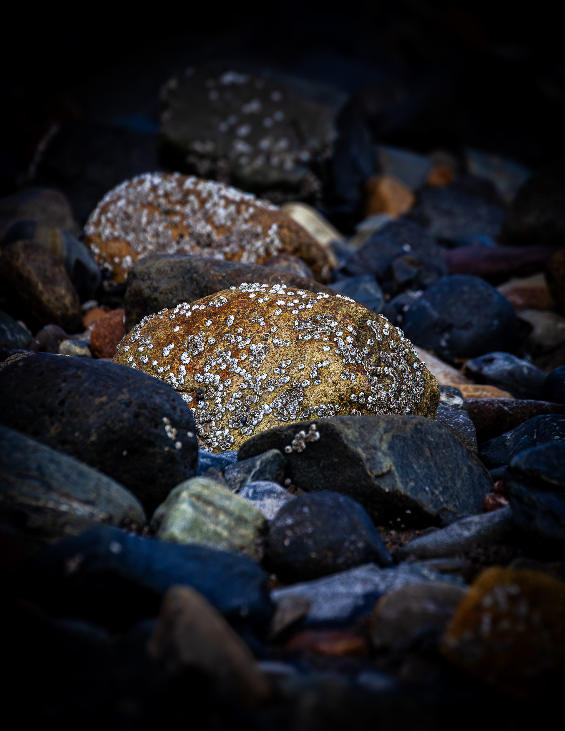 Barrier Beach Wells, Maine No4