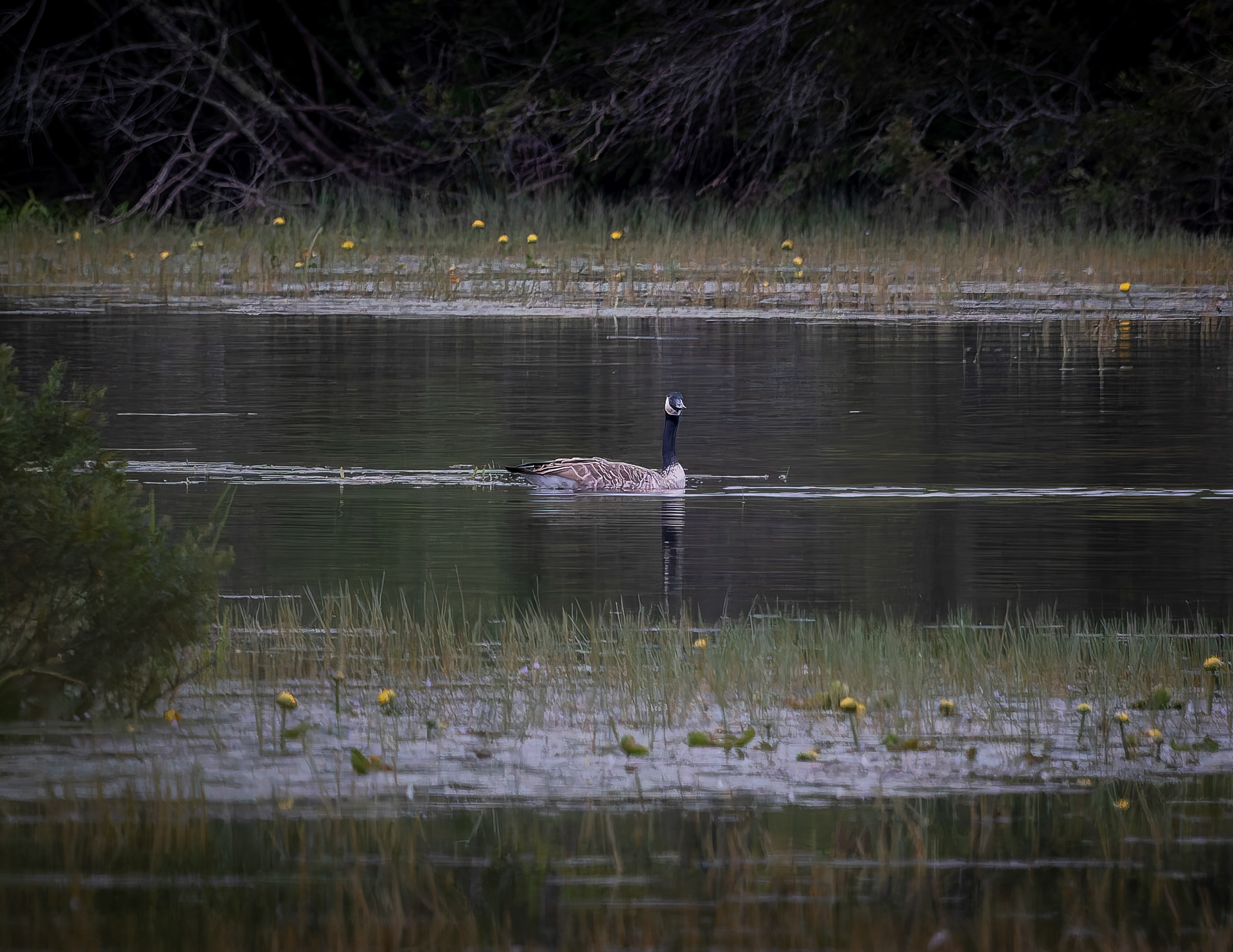 Canada Goose