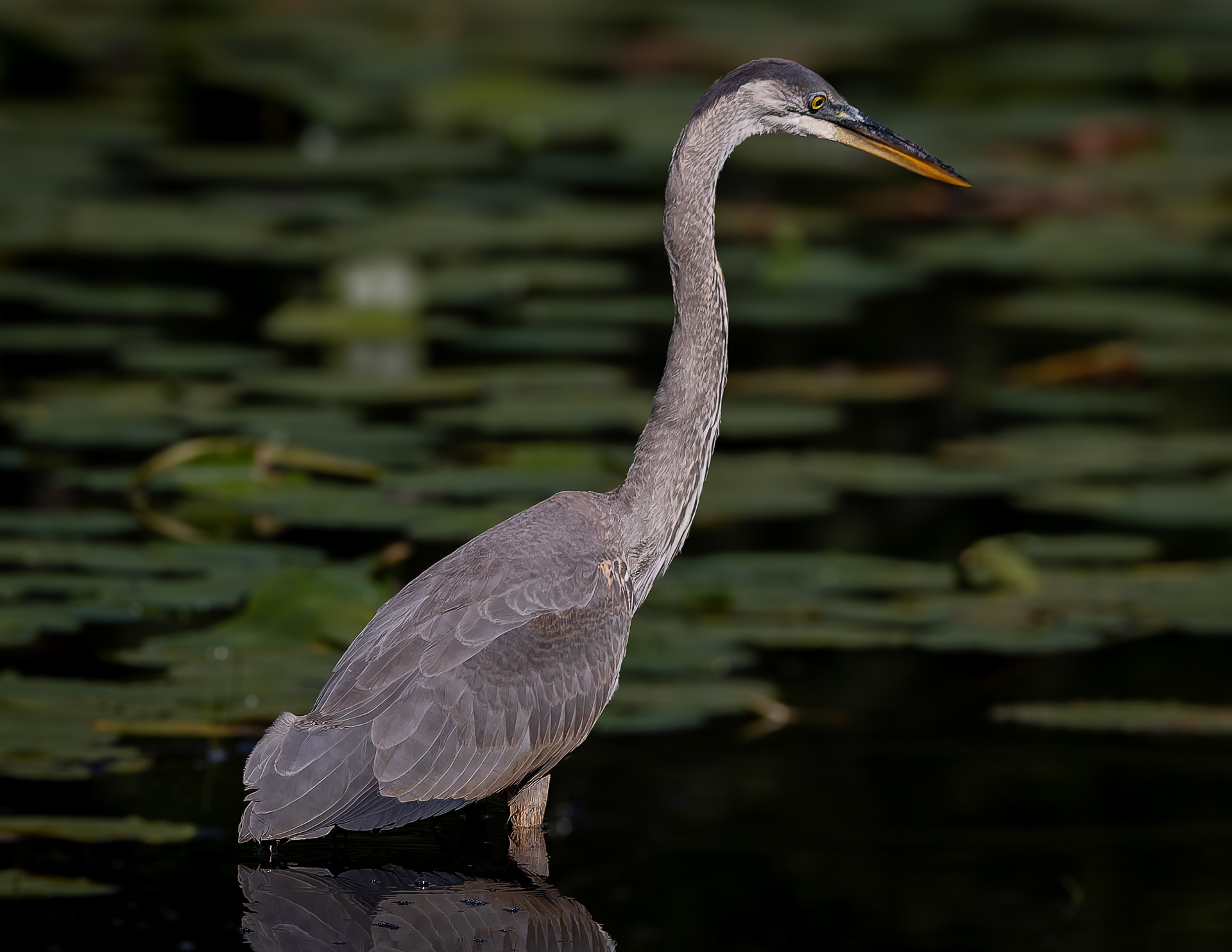 Great Blue Heron No2 - August 24, 2026