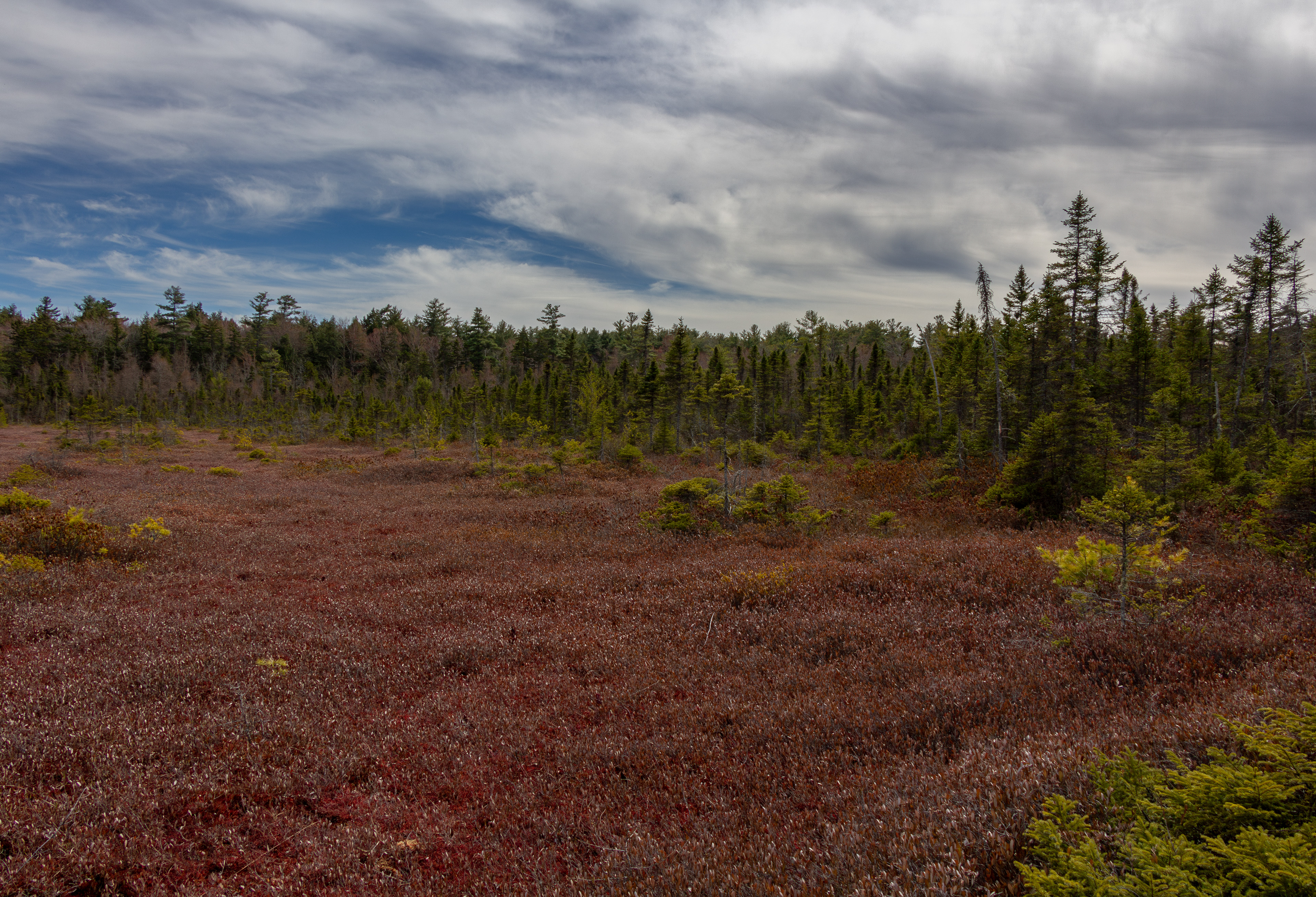 Philbrick-Cricenti Bog No3