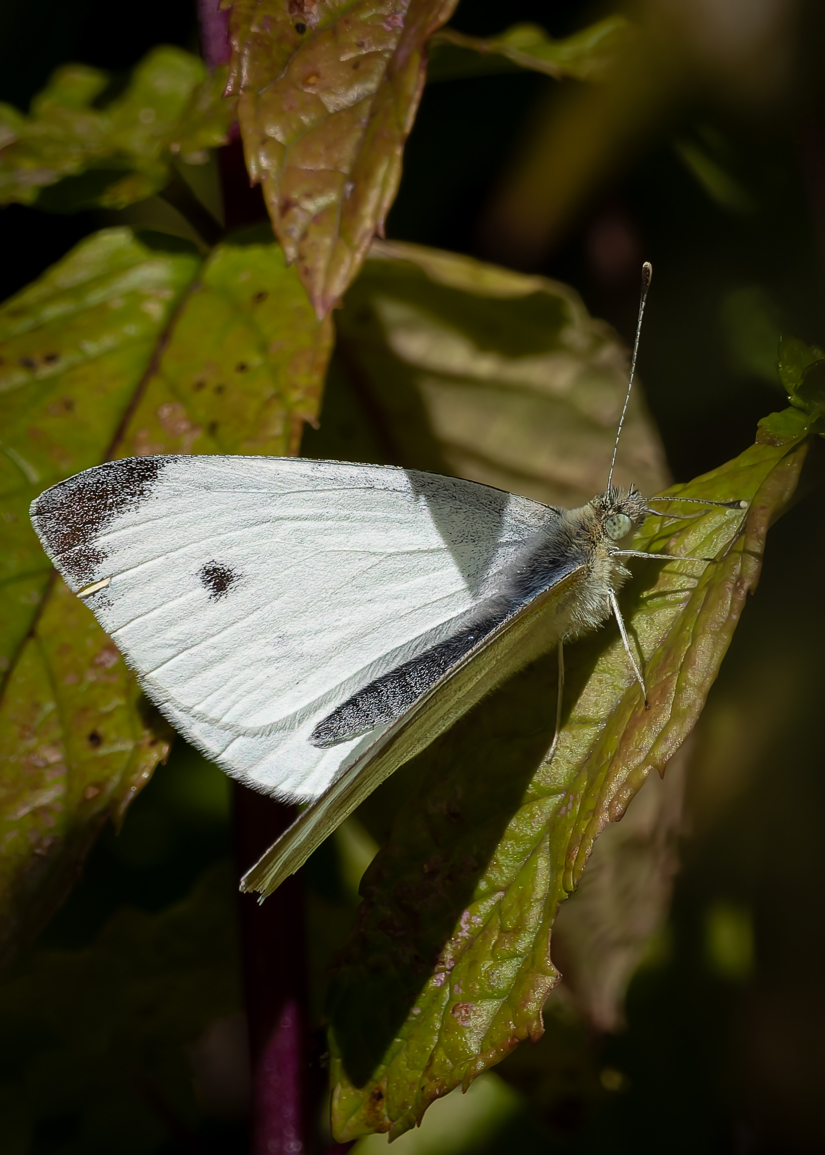 Cabbage White Butterfly