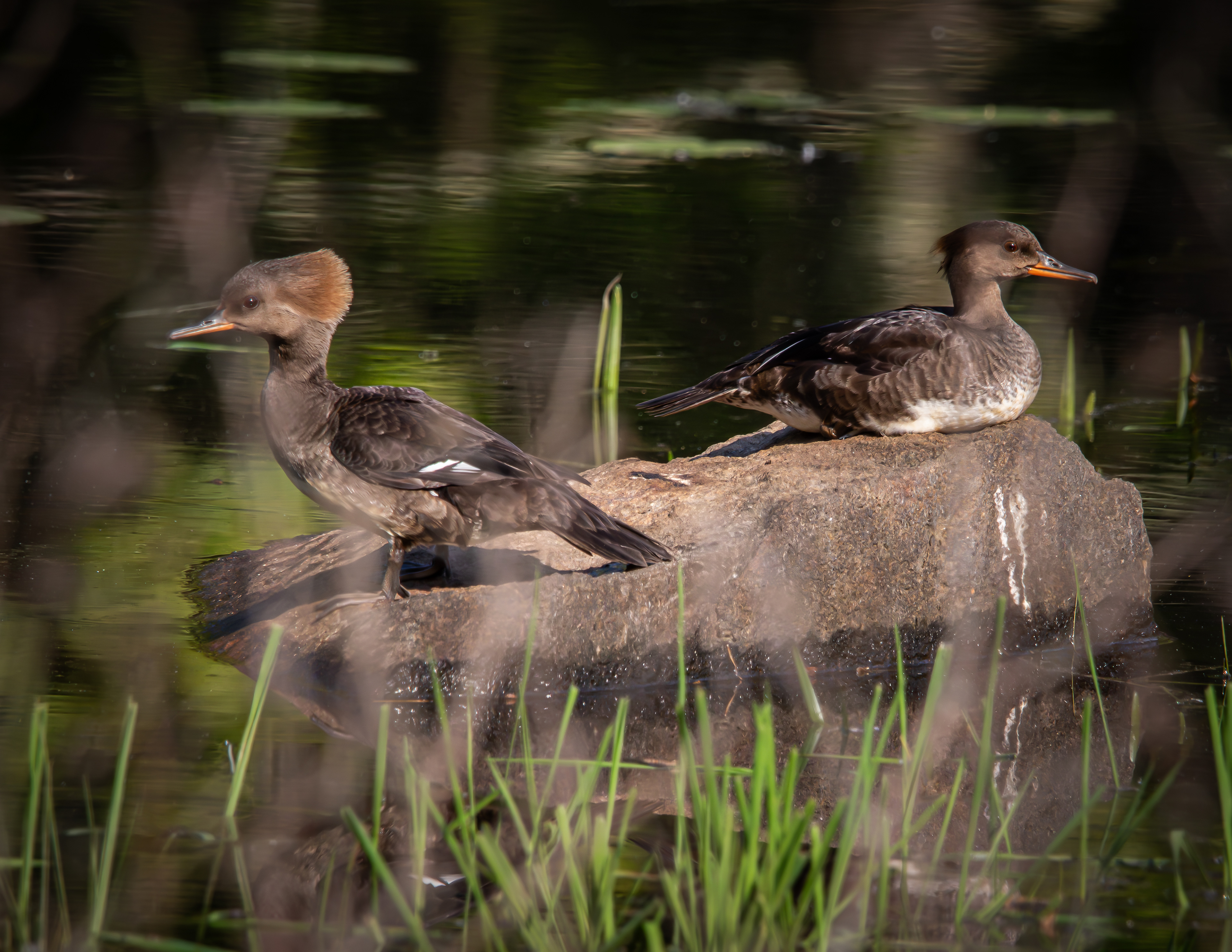 Female Hooded Mergansers