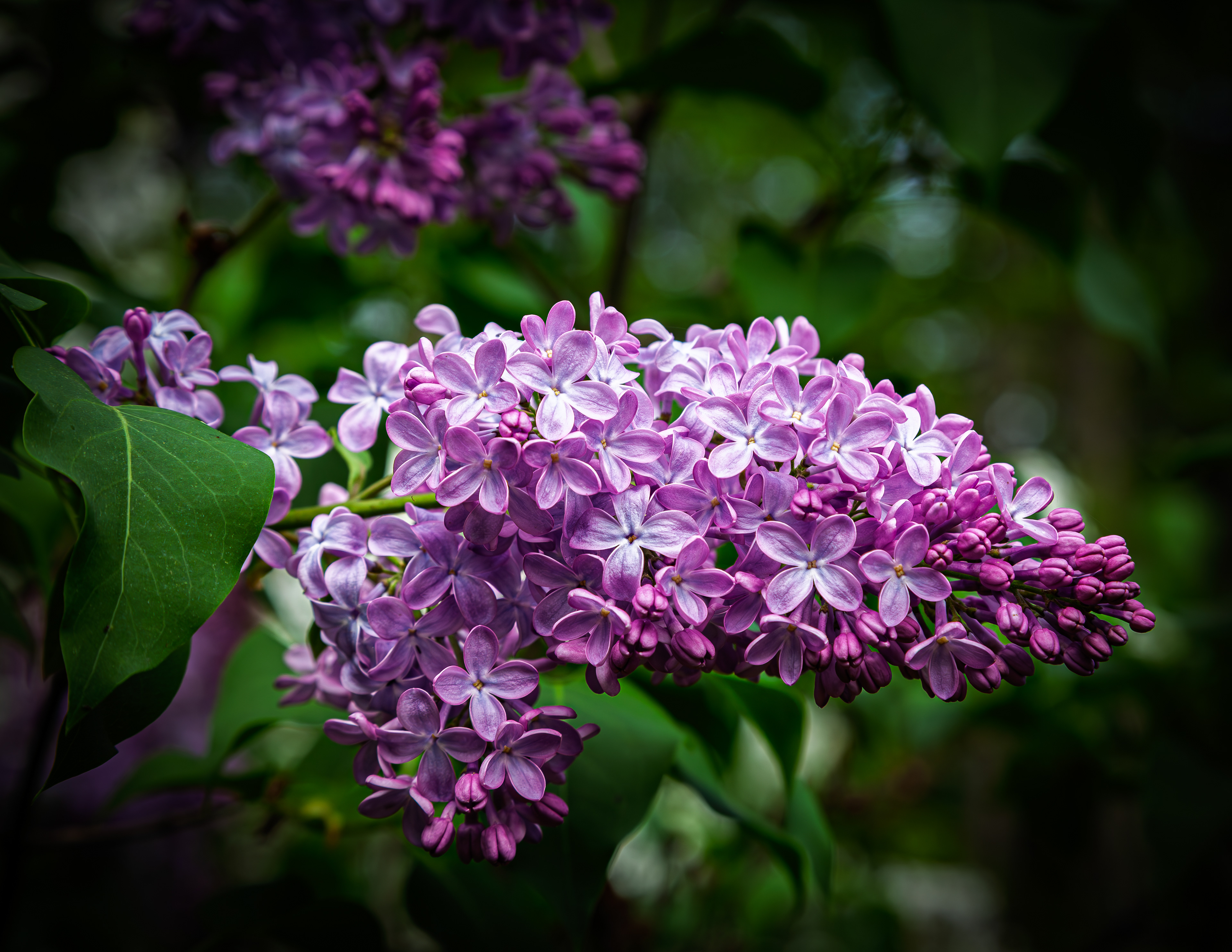 Purple Lilac - May 20, 2026