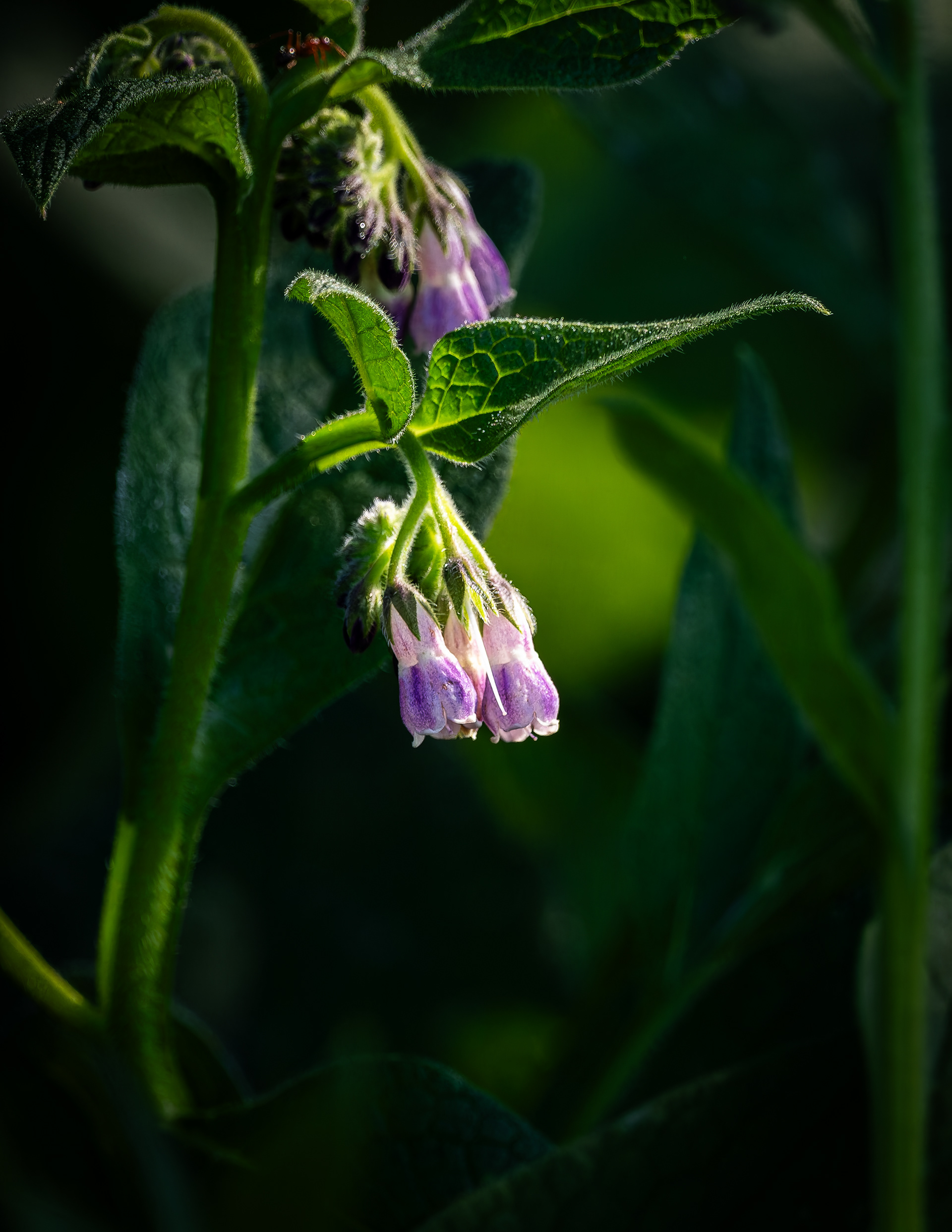 Common Comfrey