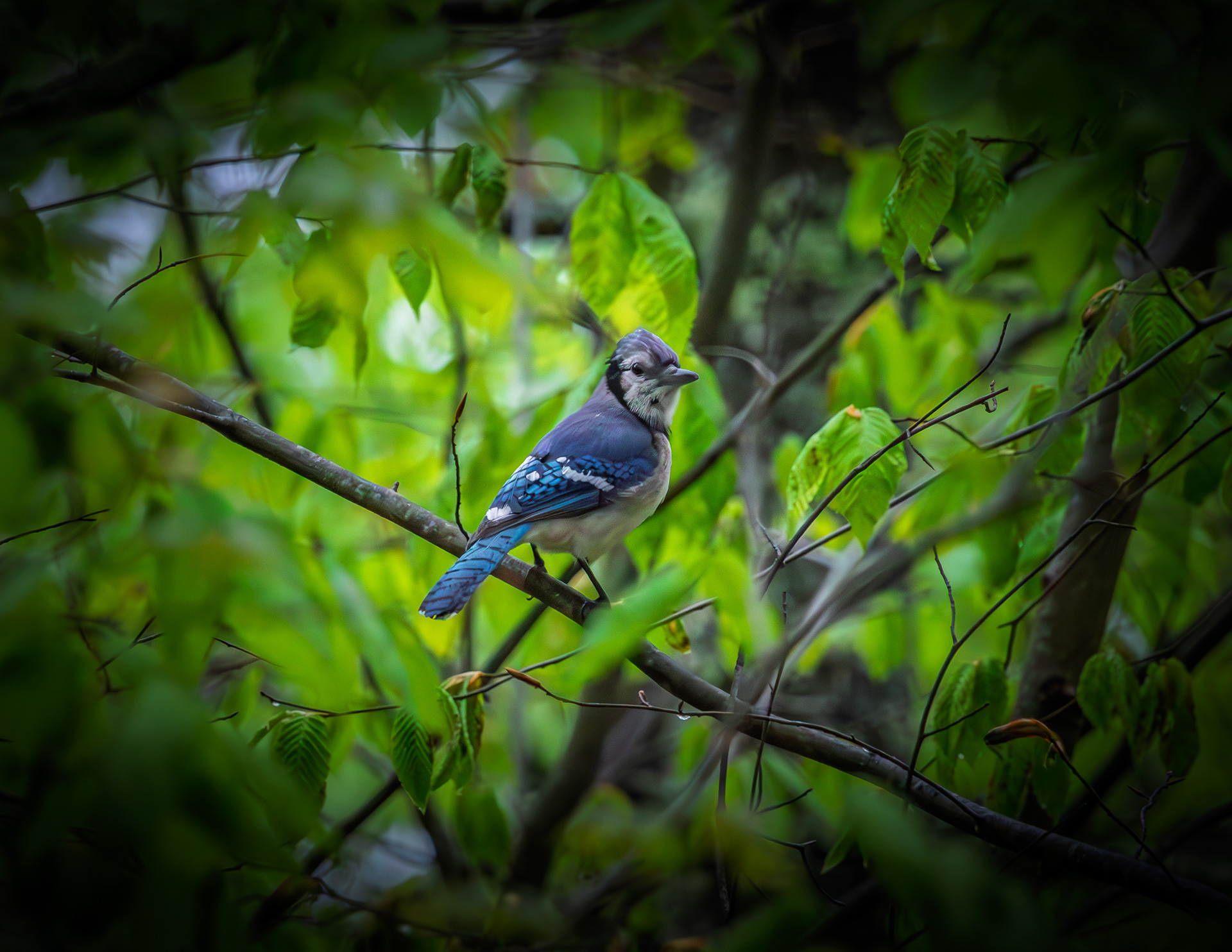 Bluejay