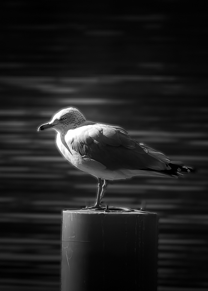 American Herring Gull in Black & White