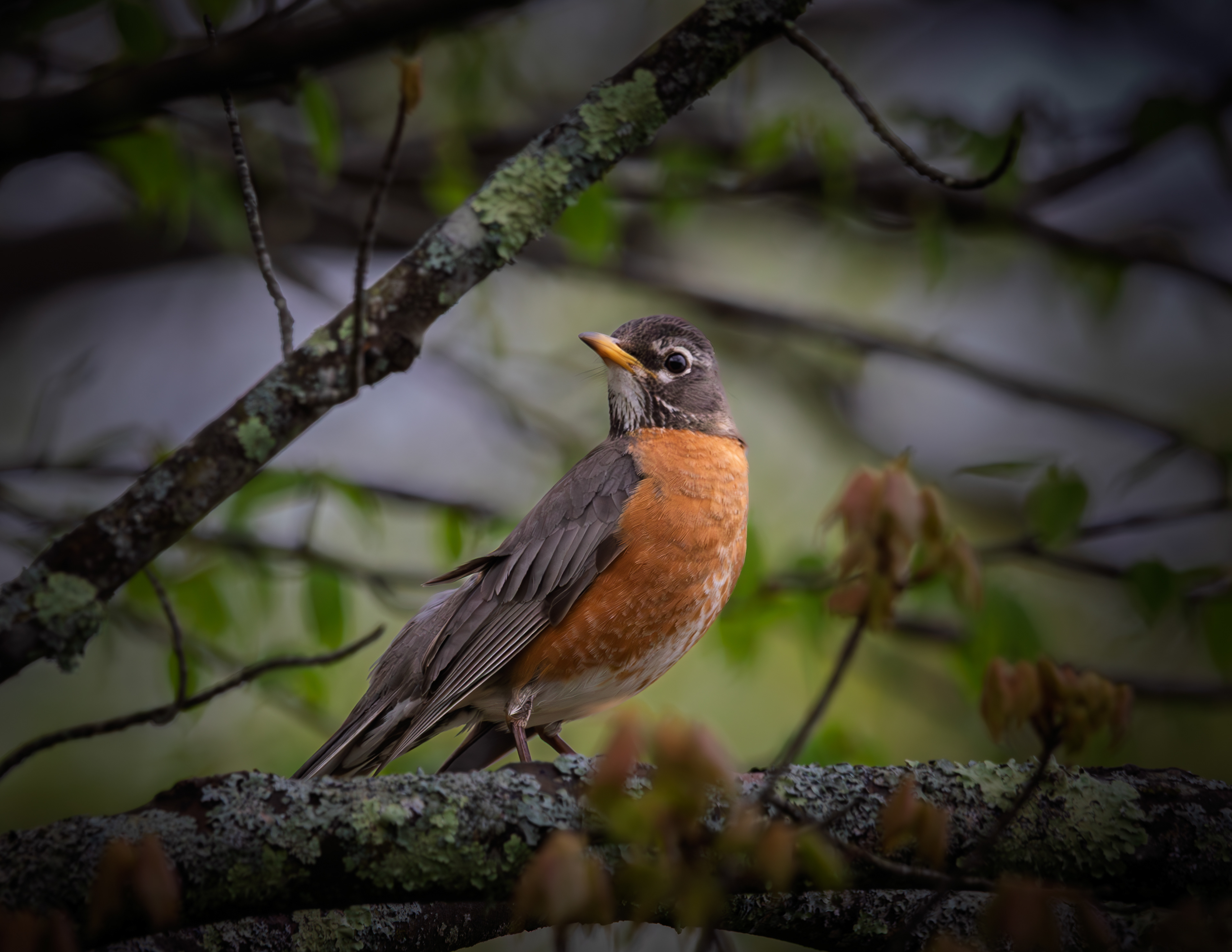 American Robin at CSV