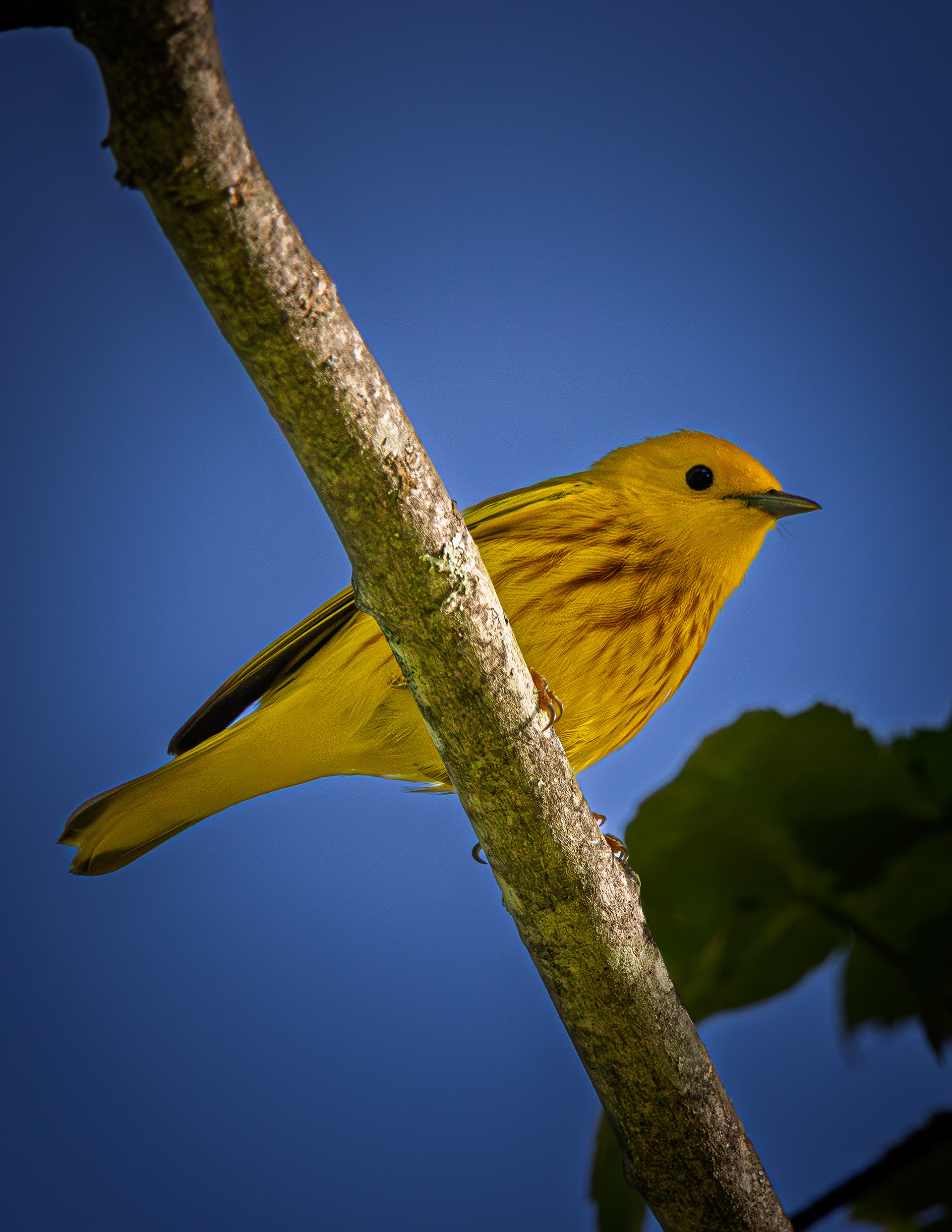 Yellow Warbler - May 26, 2026