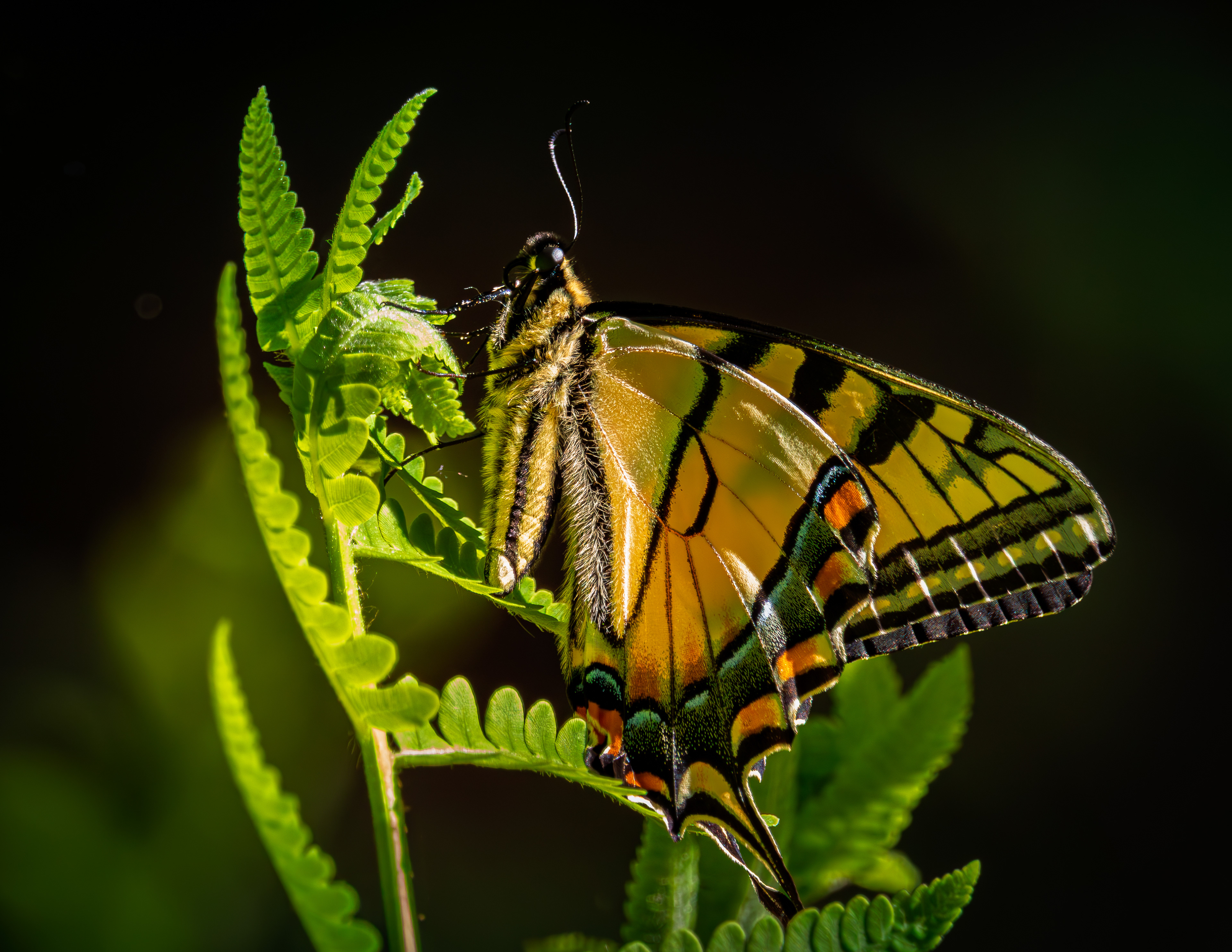 Yellow Swallotail Butterfly - May 28, 2026