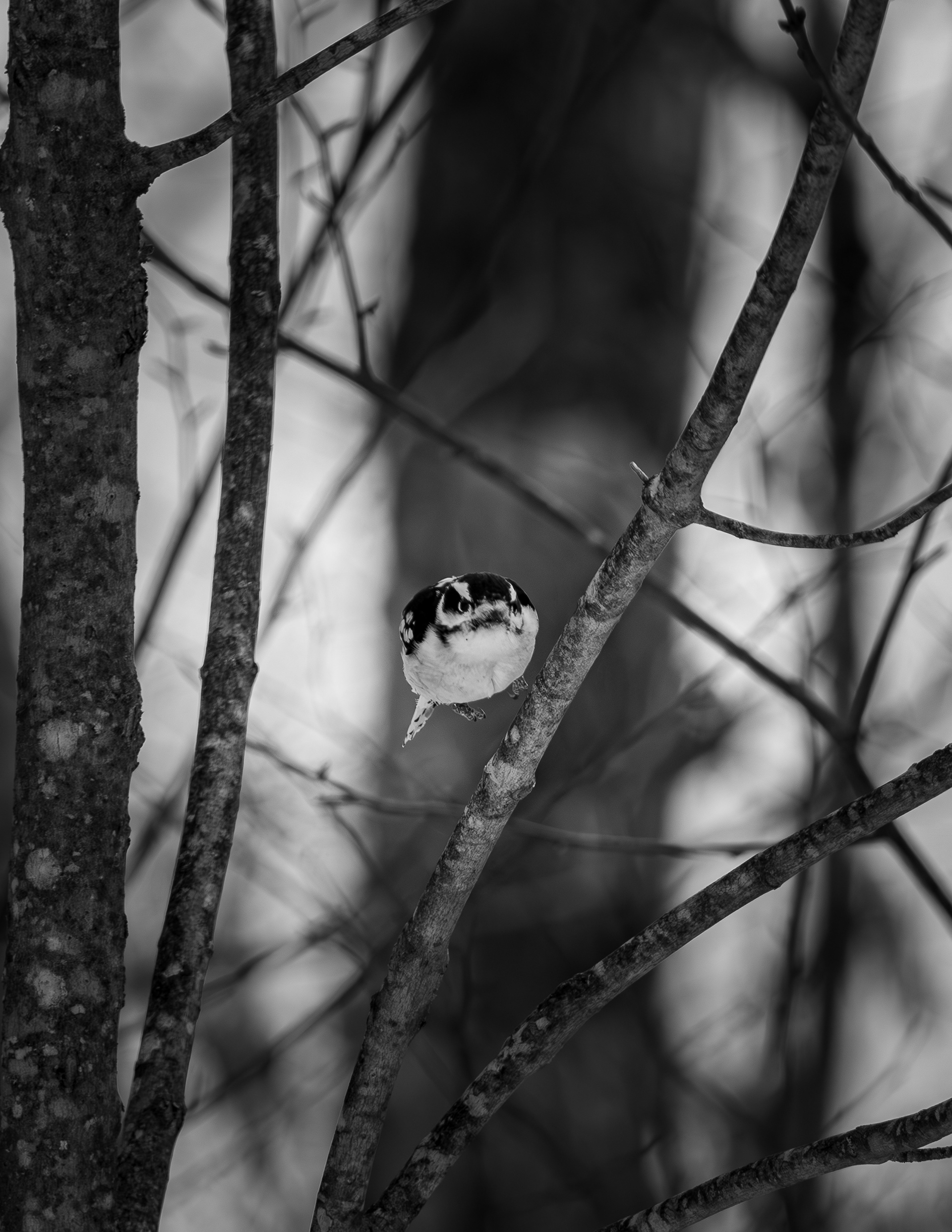 February - Downey Woodpecker - Gilmanton, NH No4