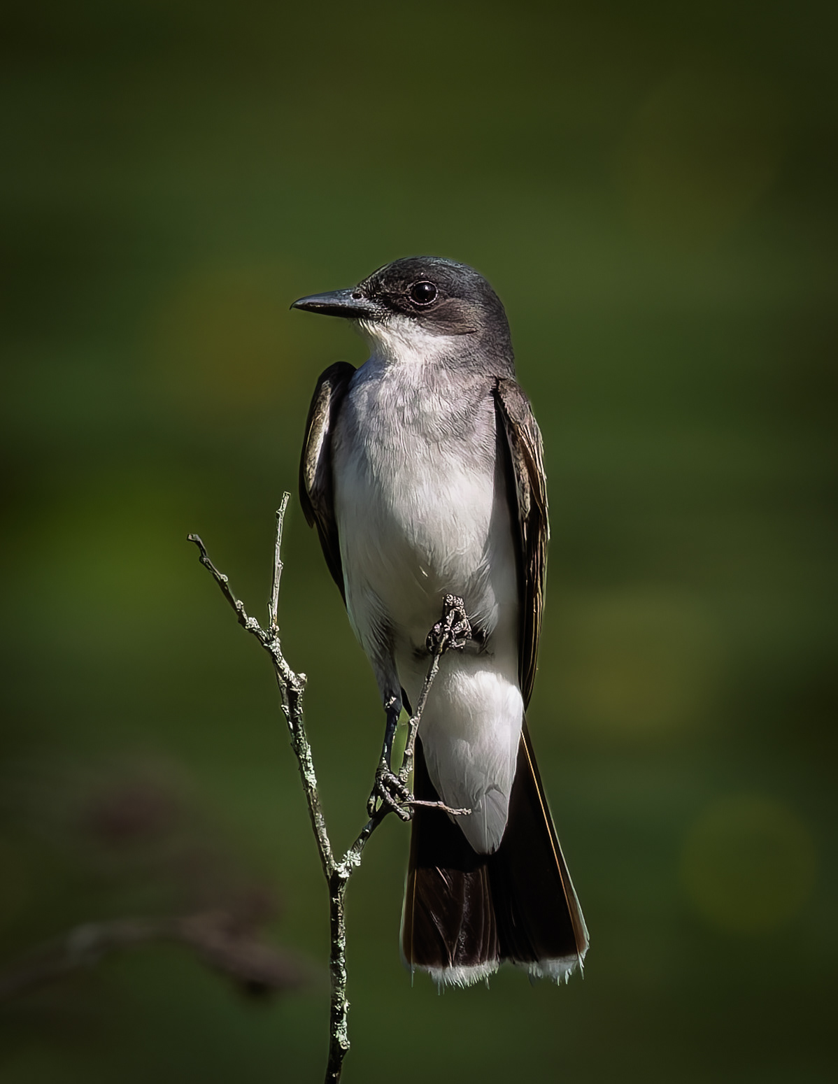 Eastern Kingbird No3
