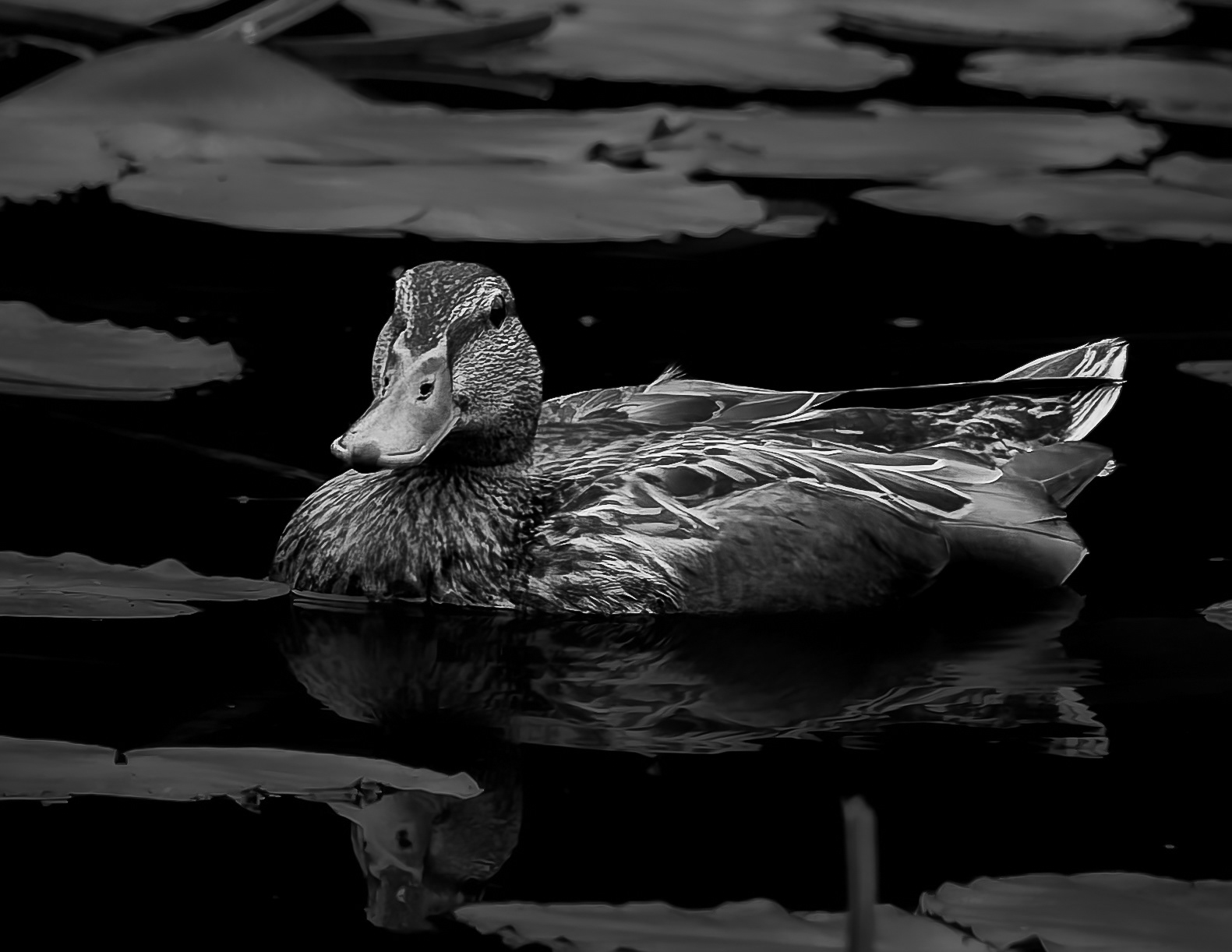 Mallard Hen No6