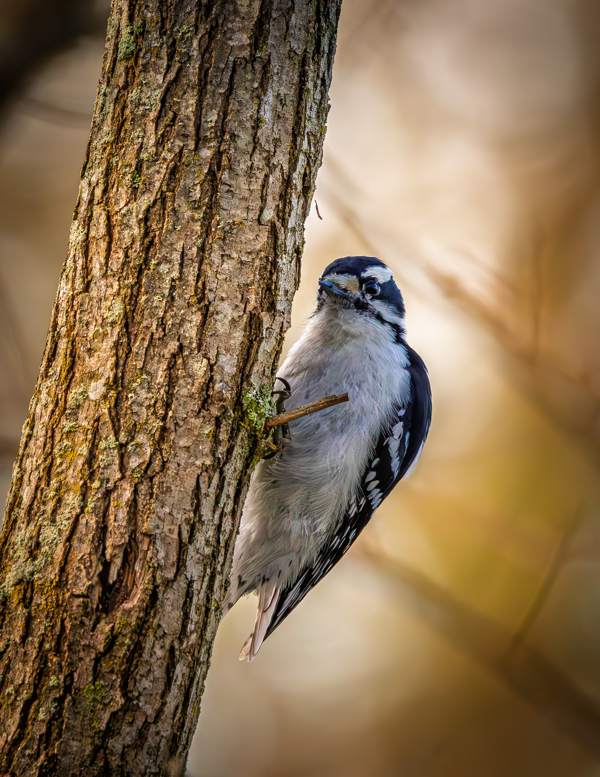 Female Downy Woodpecker - May 16, 2026
