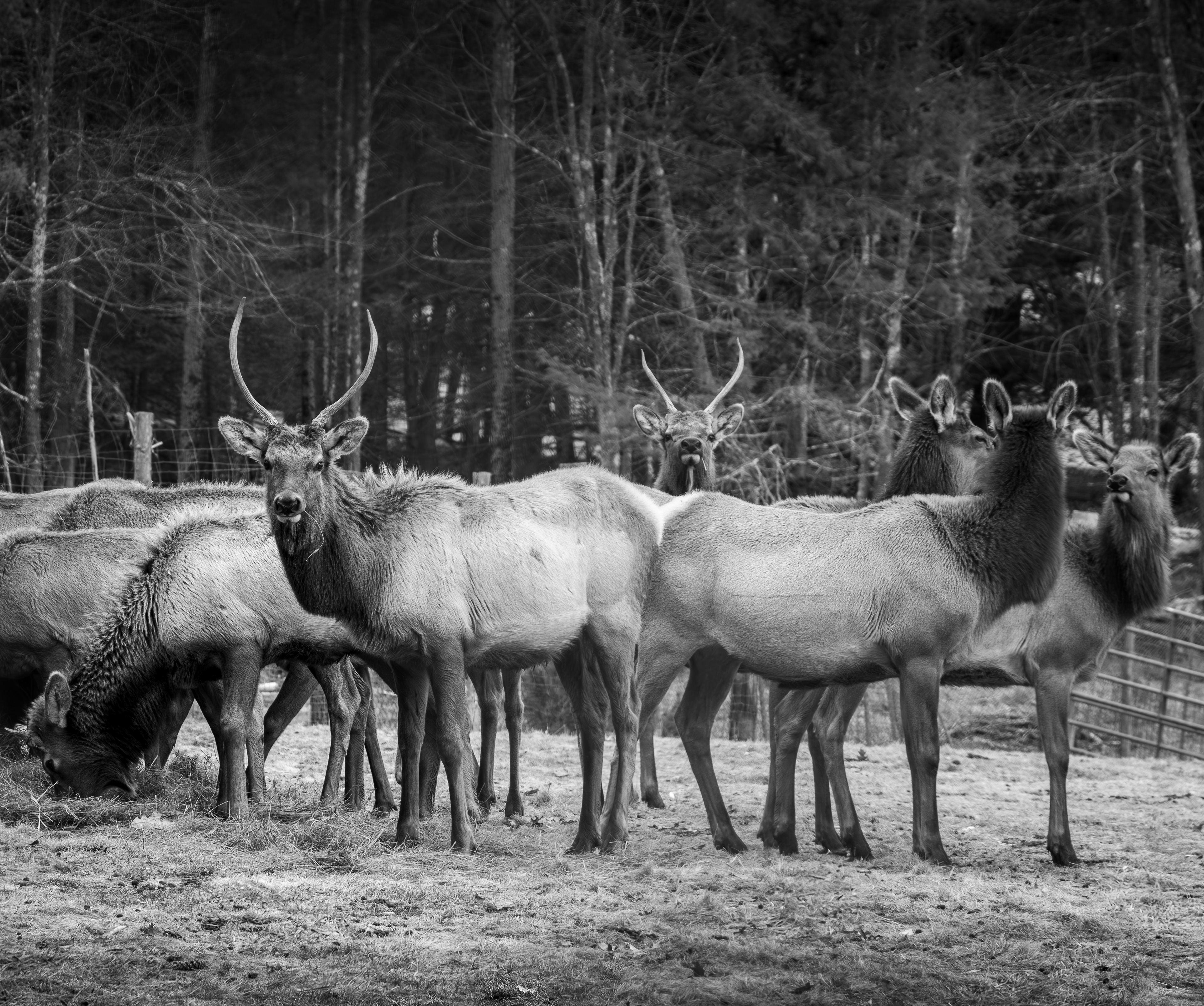 Elk in Black & White at Elk Farm