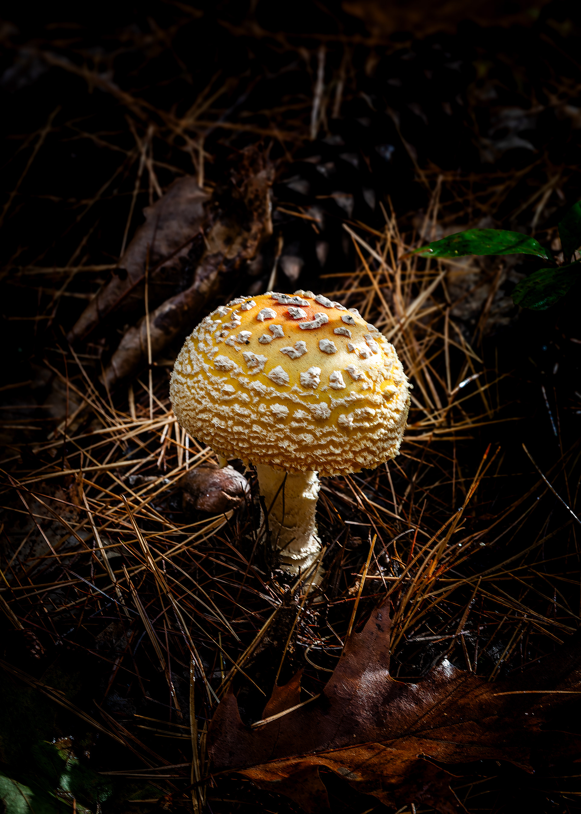 Yellow Mushroom - October 8, 2026