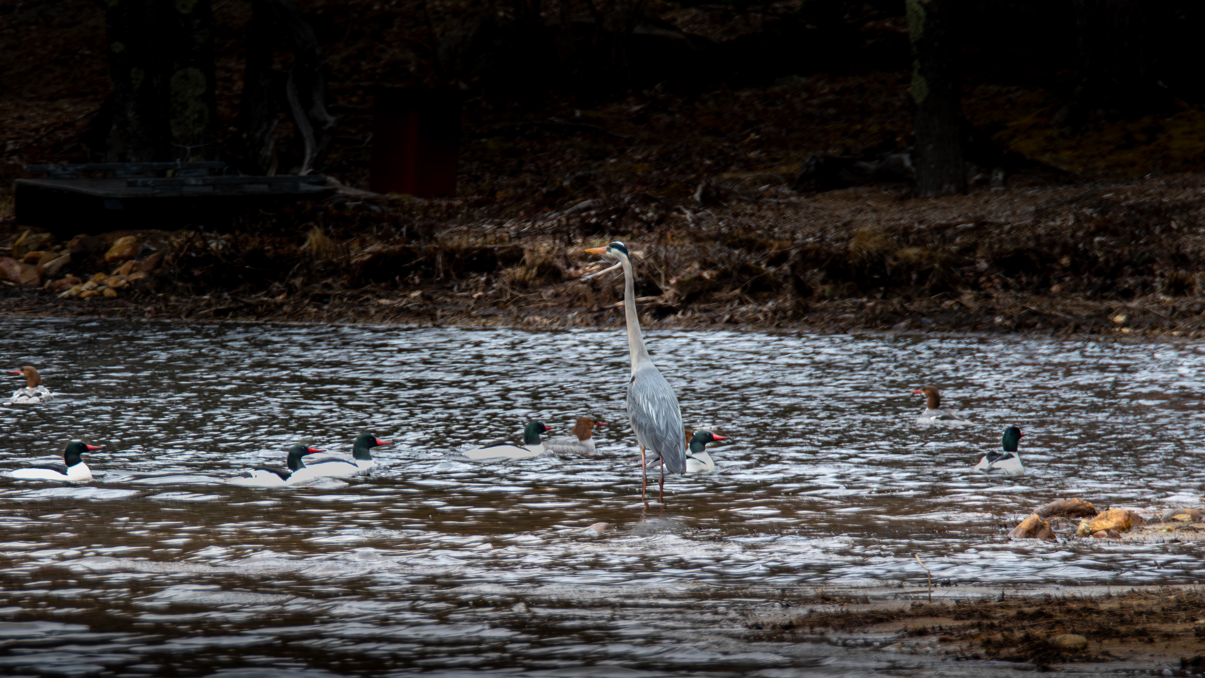 Great Blue Heron with a Group of Common Mergansers