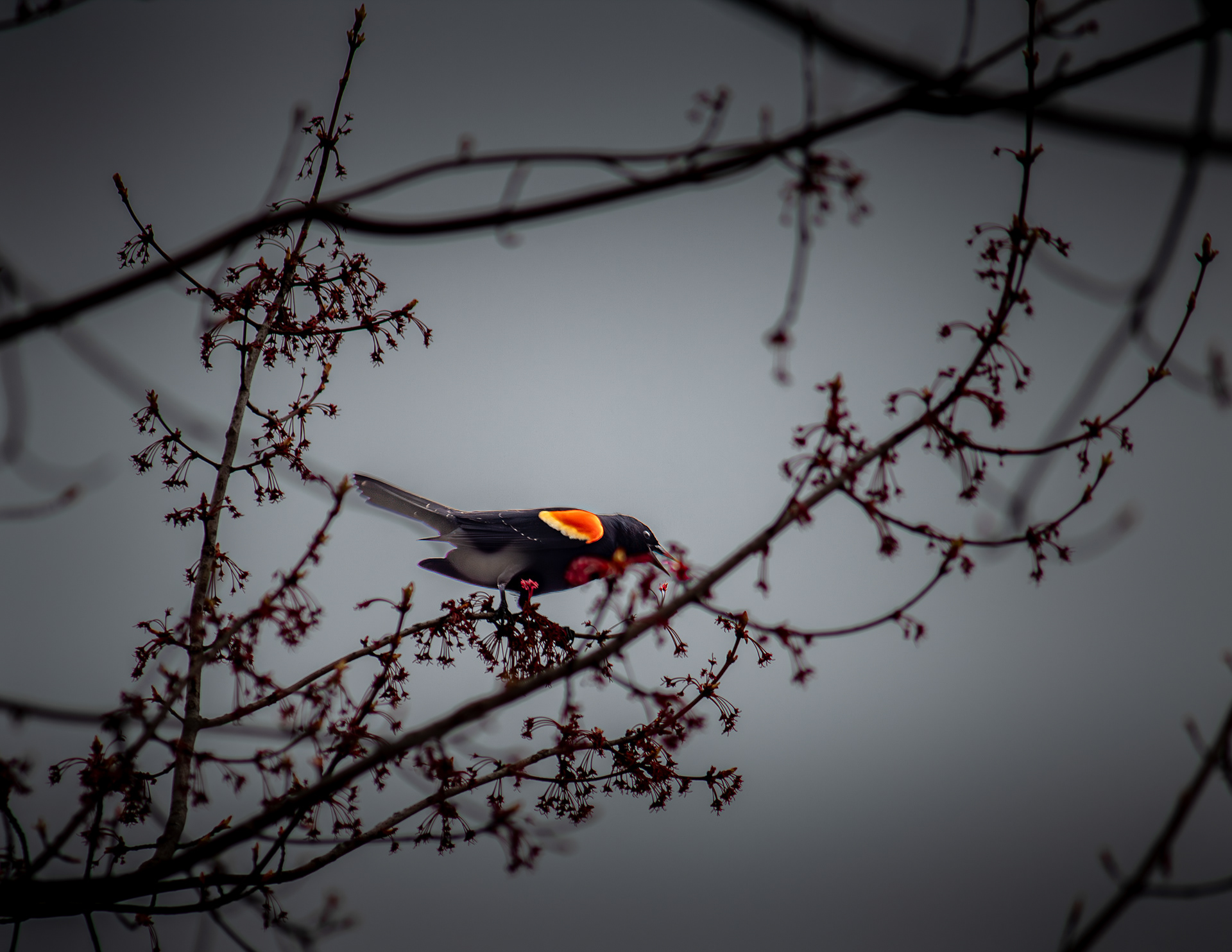 Red-winged Blackbird No2
