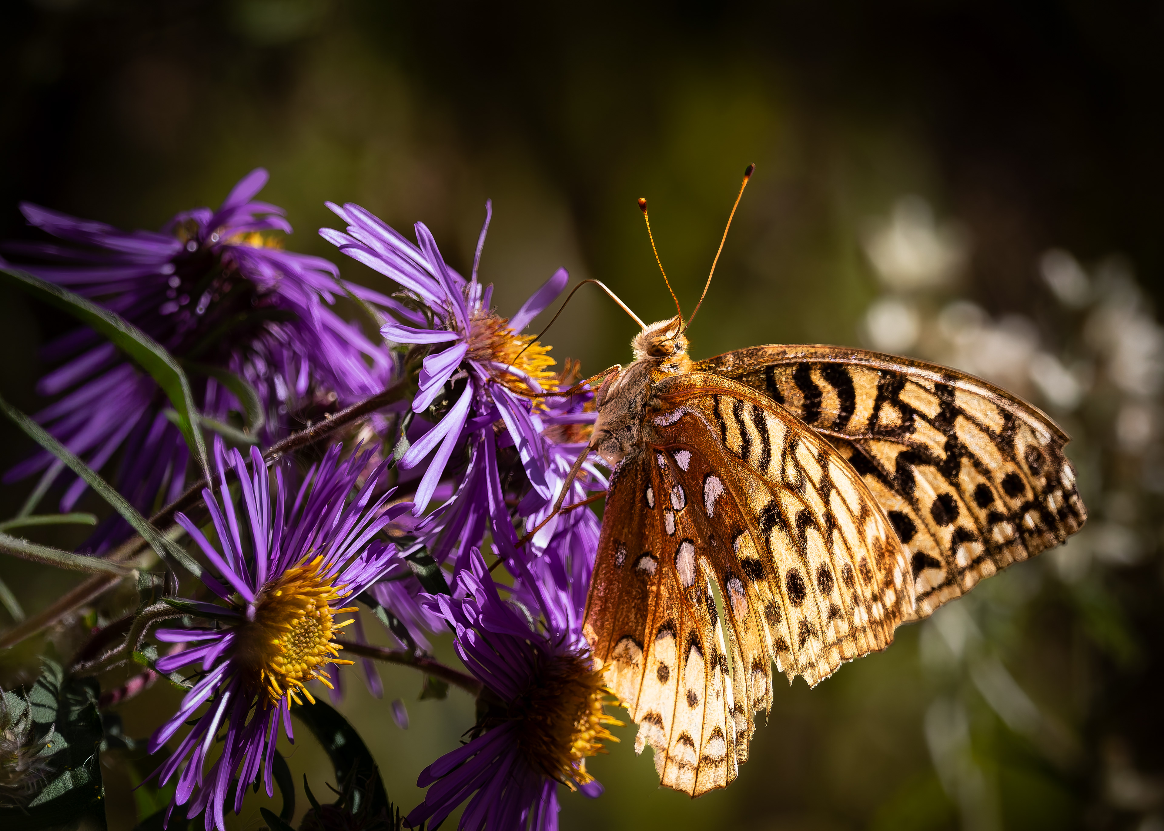 Great Spangled Fritillary Butterfly - September 23, 2026