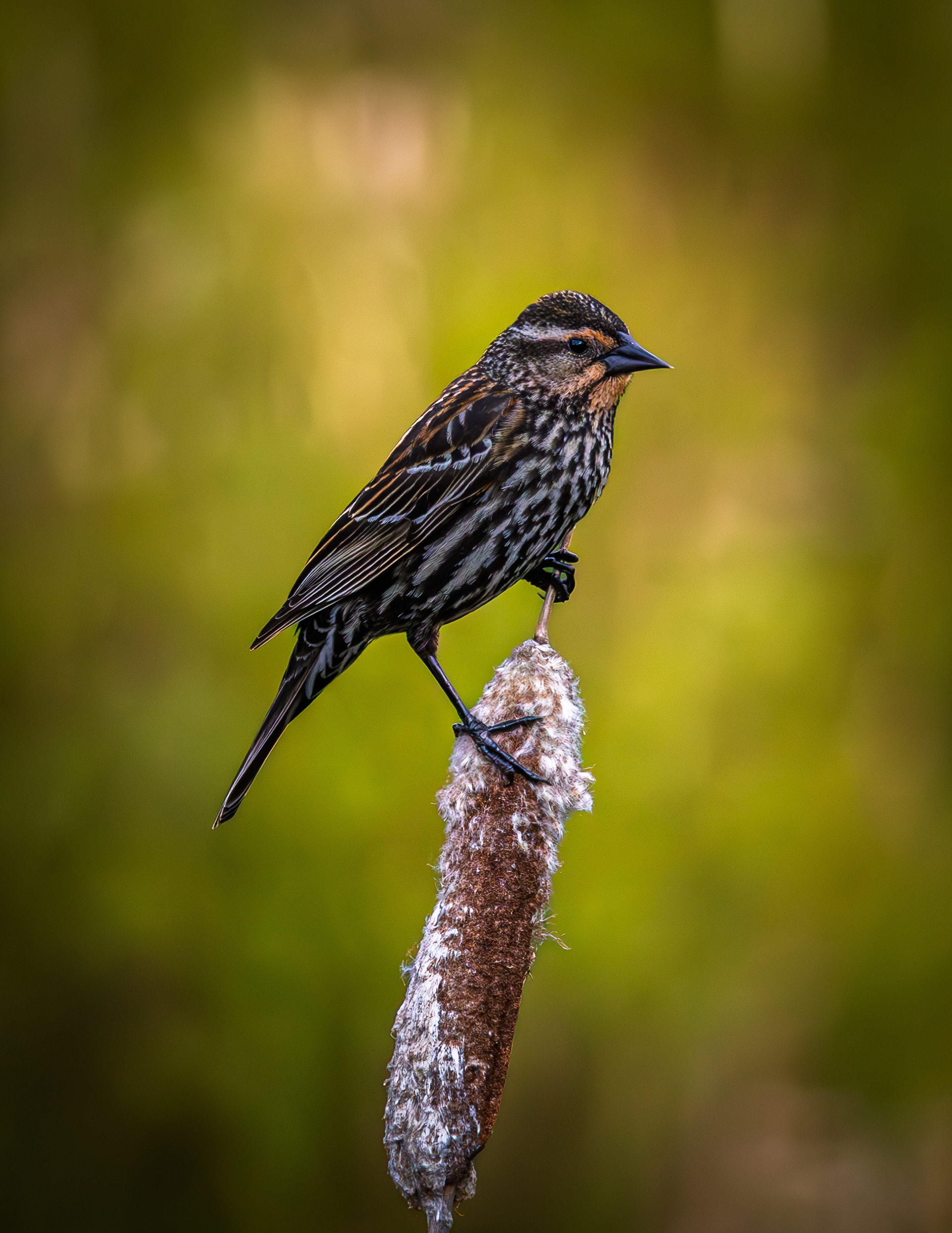 Female Red-winged Blackbird No1