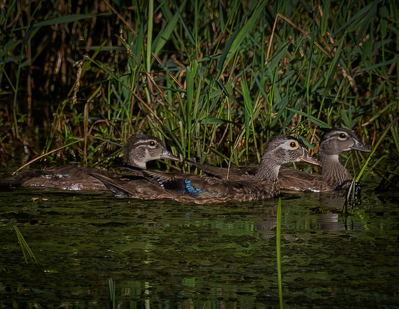 Wood Duck Family
