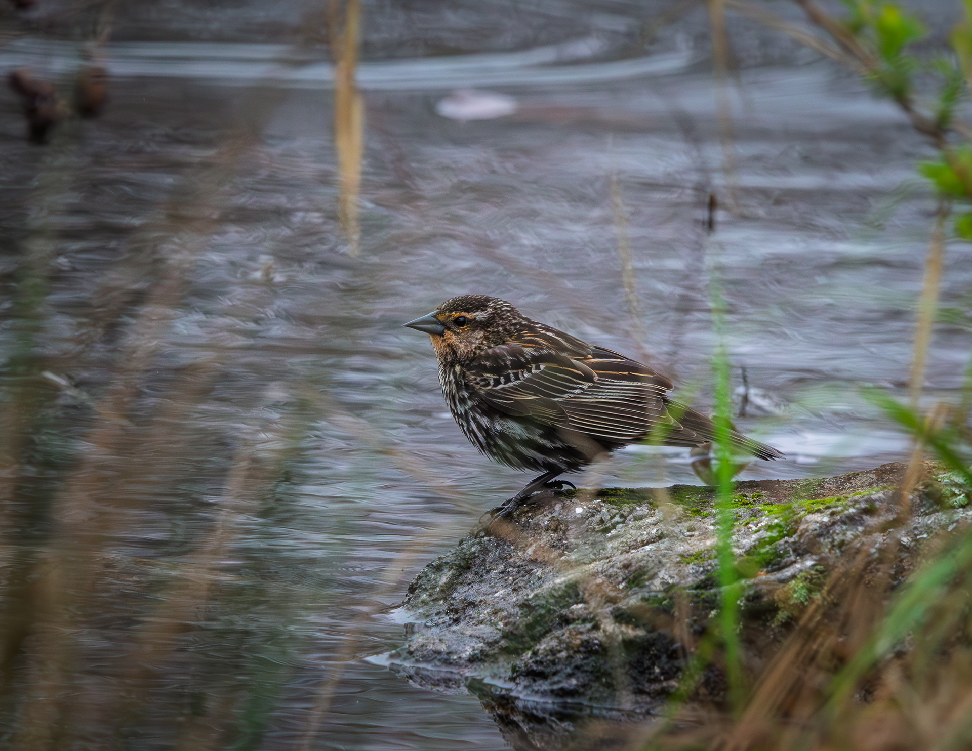 Immature Red-winged Blackbird