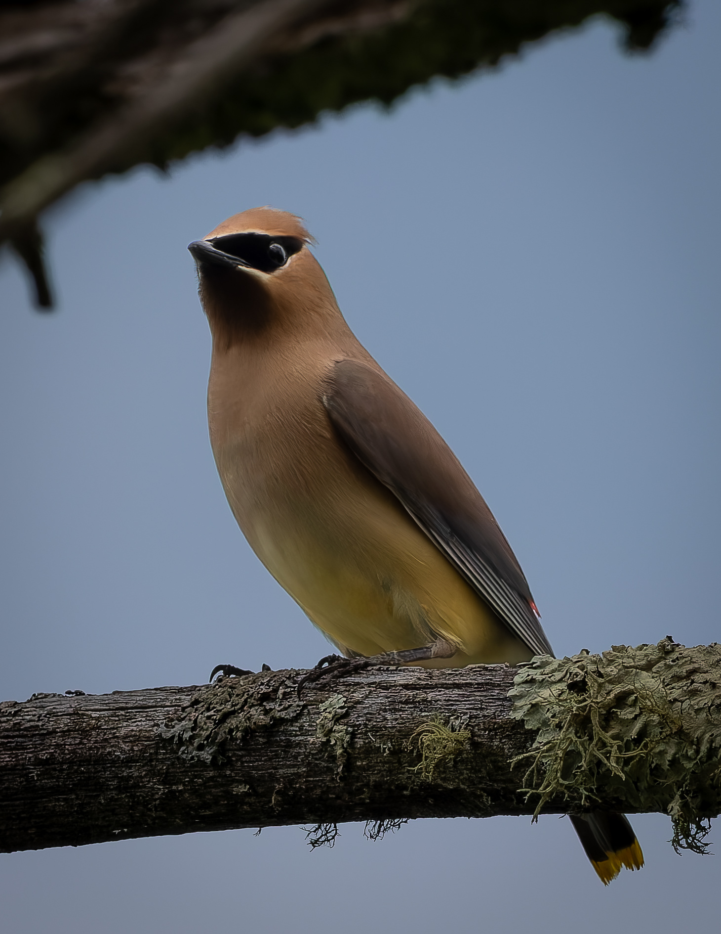 Cedar Waxwing No1