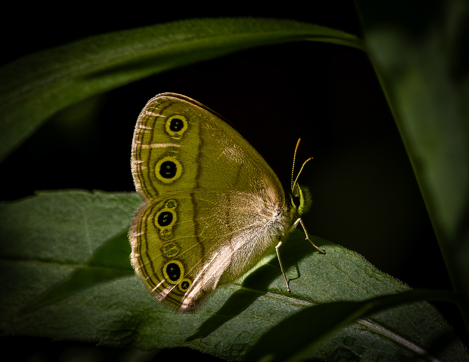 Viola Wood Satyr Butterfly - June 15, 2026