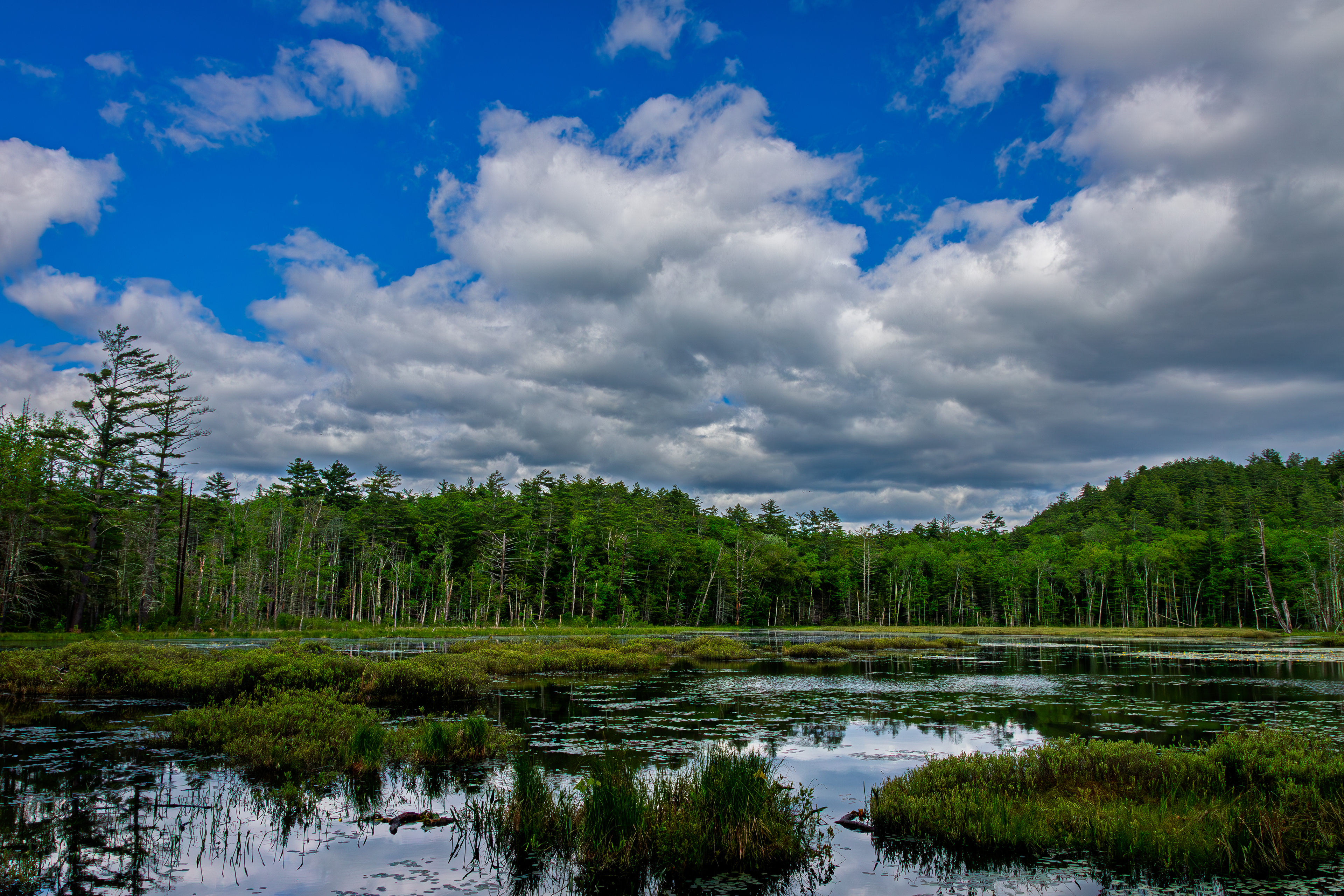 Quincy Bog No10
