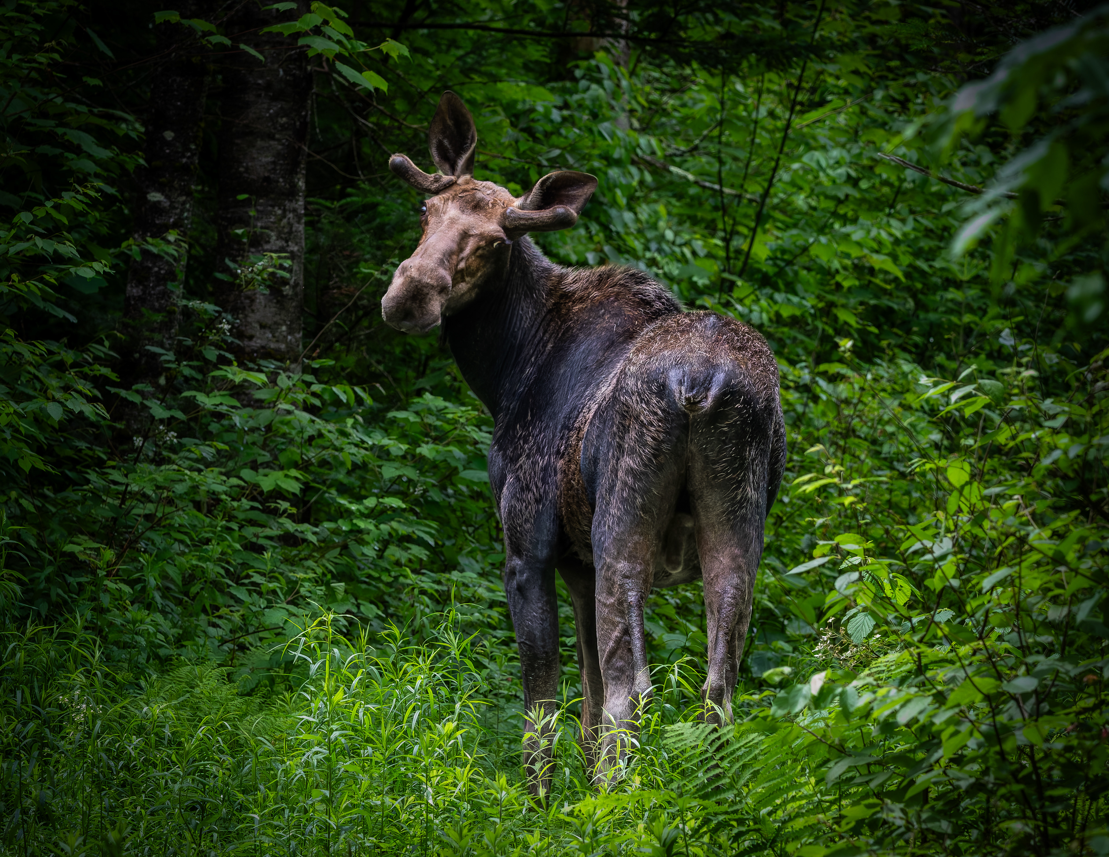 Young Bull Moose No3 - June 22, 2026