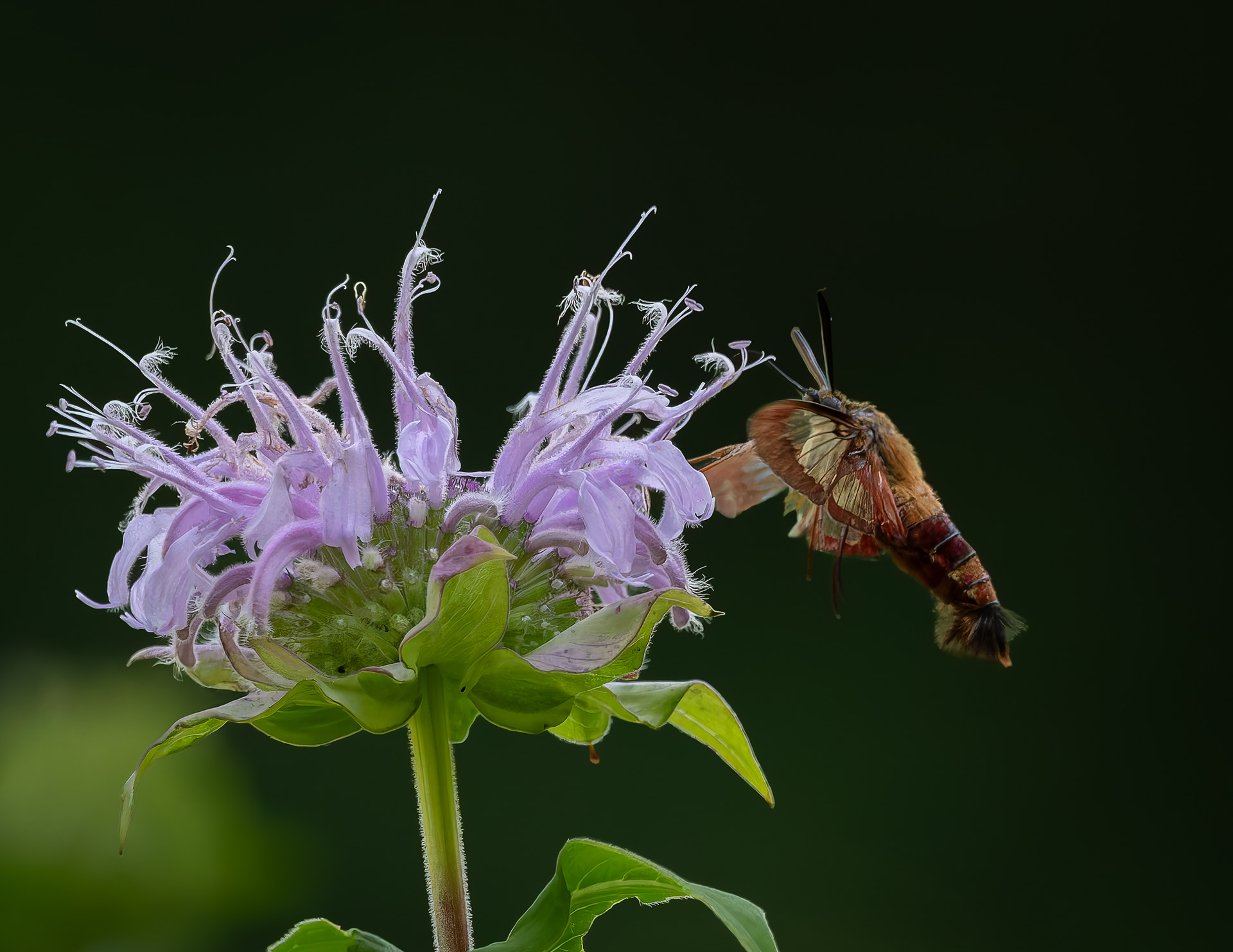 Hummingbird Moth No3
