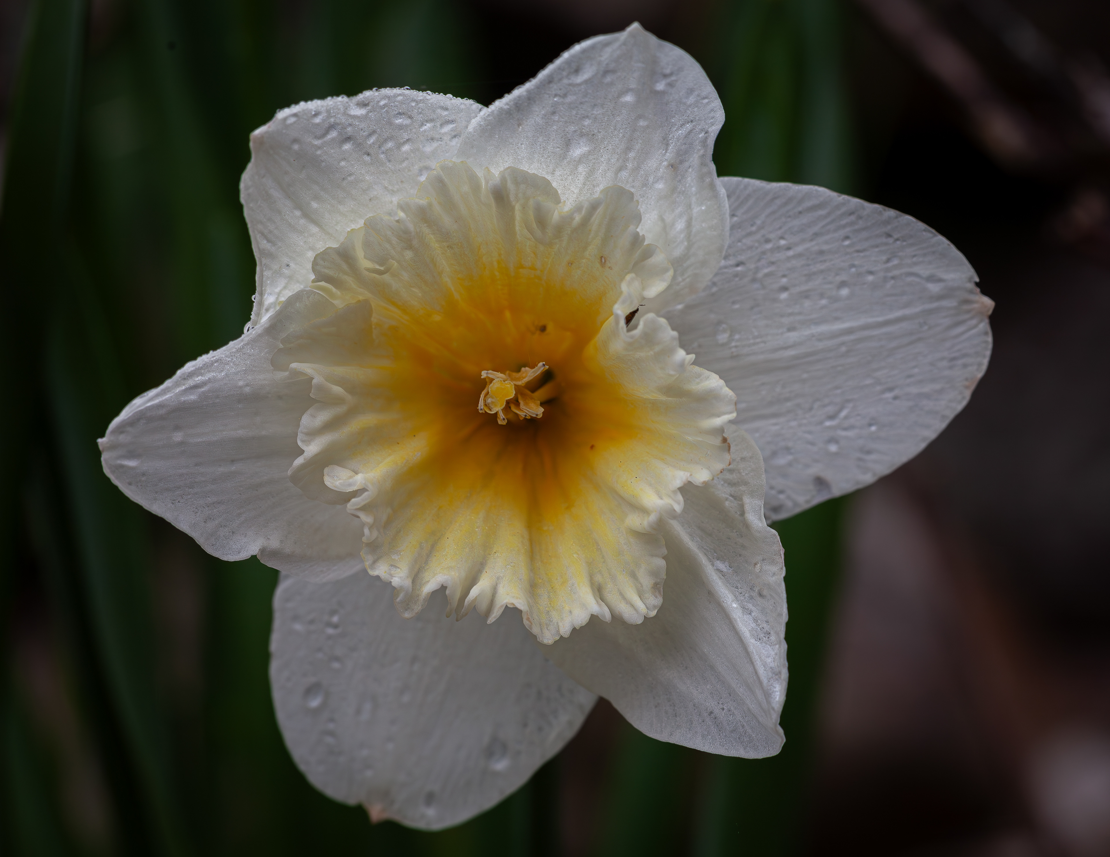 Narcissus