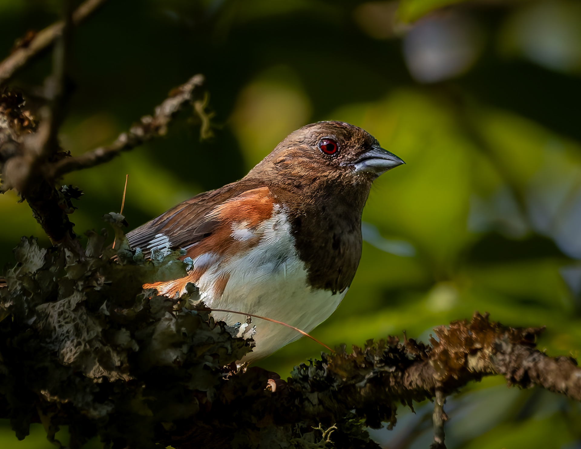 Female Eastern Towhee No1