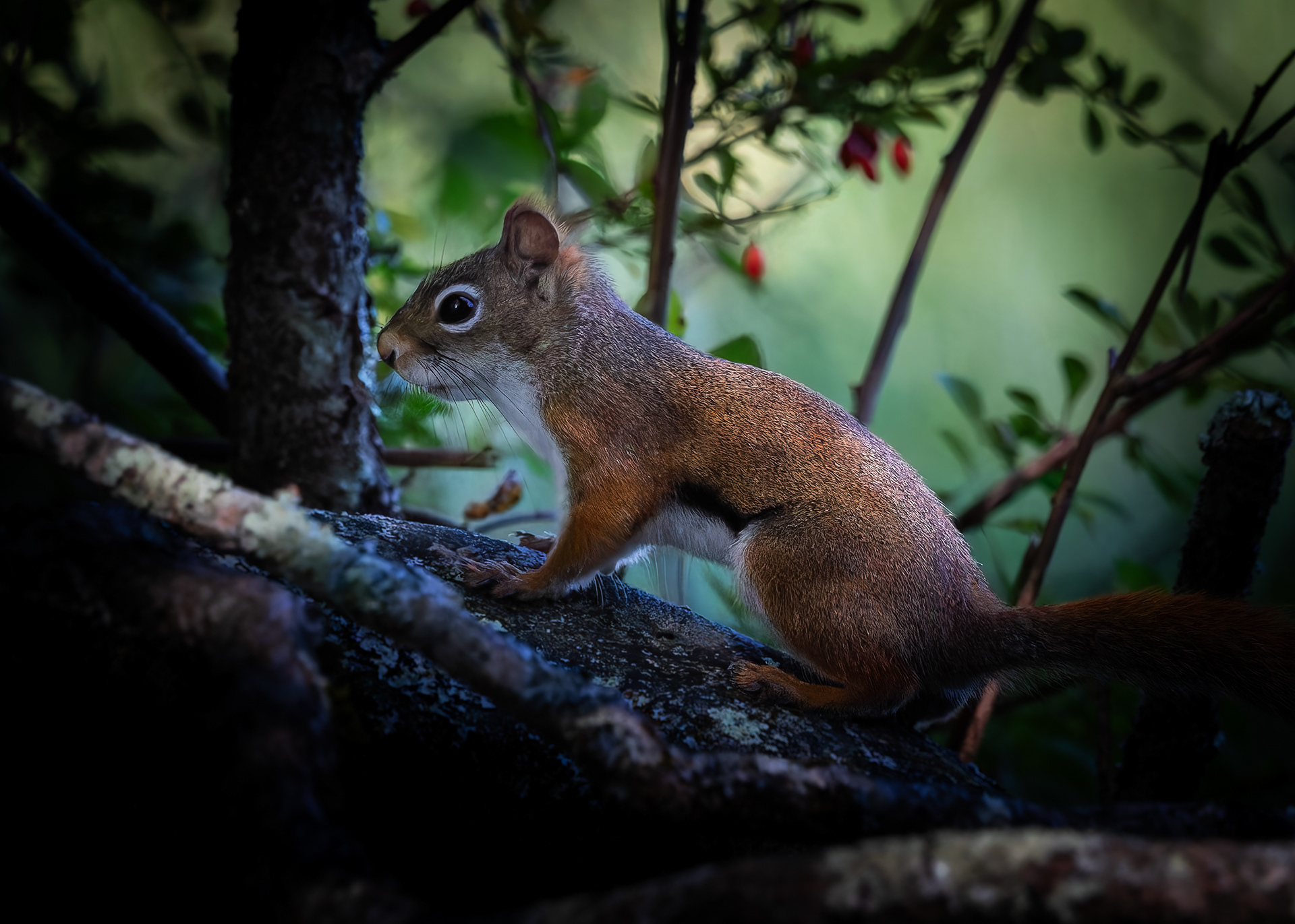 Red Squirrel - September 16, 2026