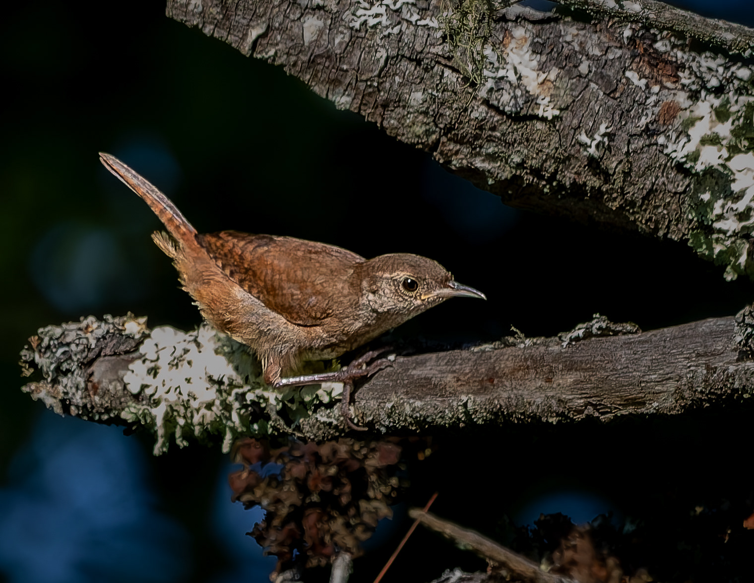 Northern House Wren No1