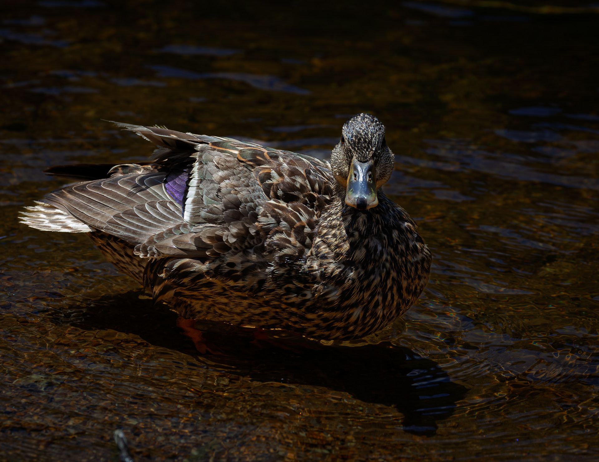 Mallard Hen at Willey Pond No5