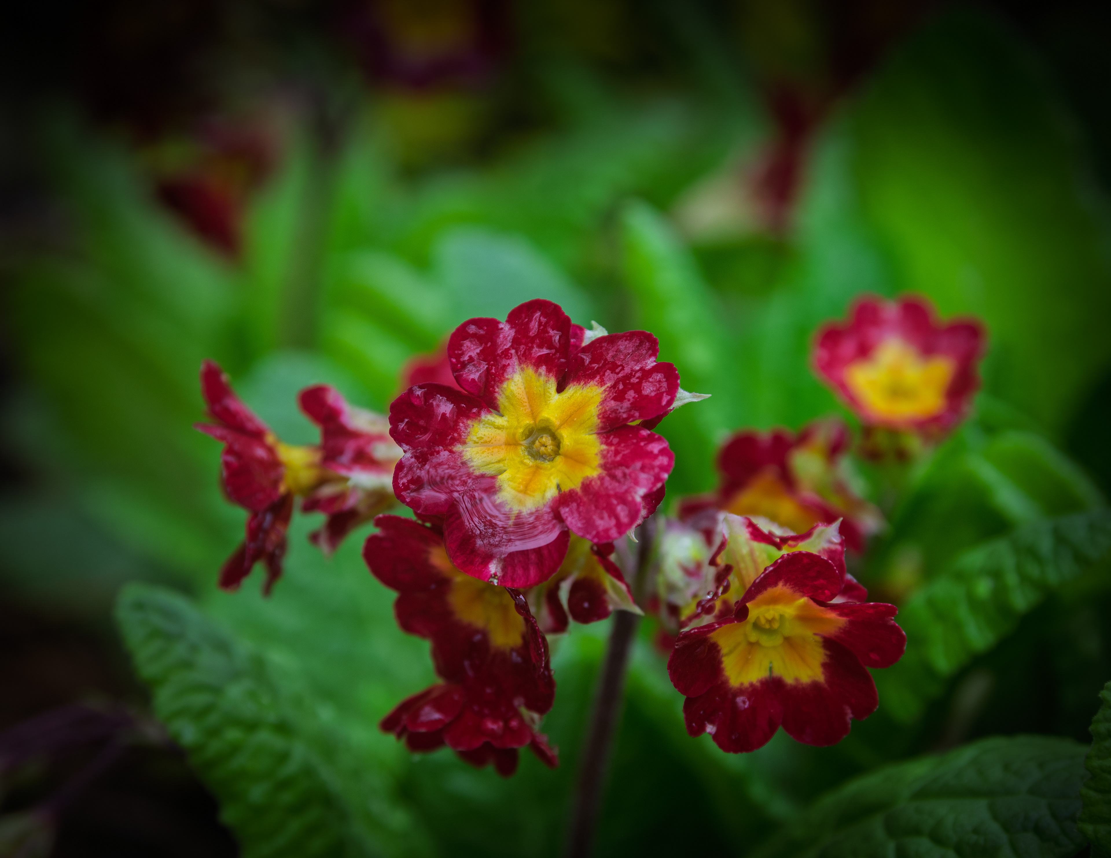 Primrose
