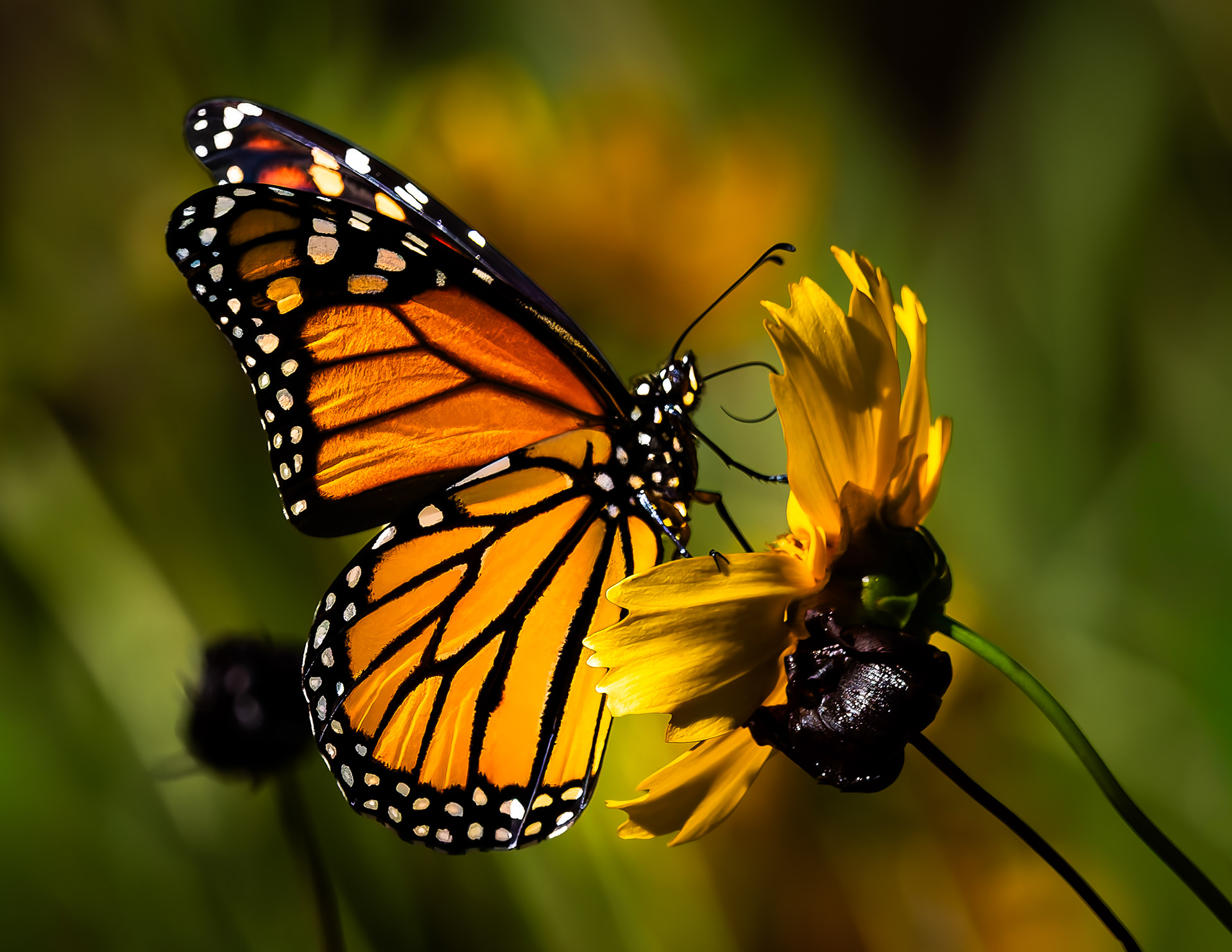 Monarch Butterfly No2
