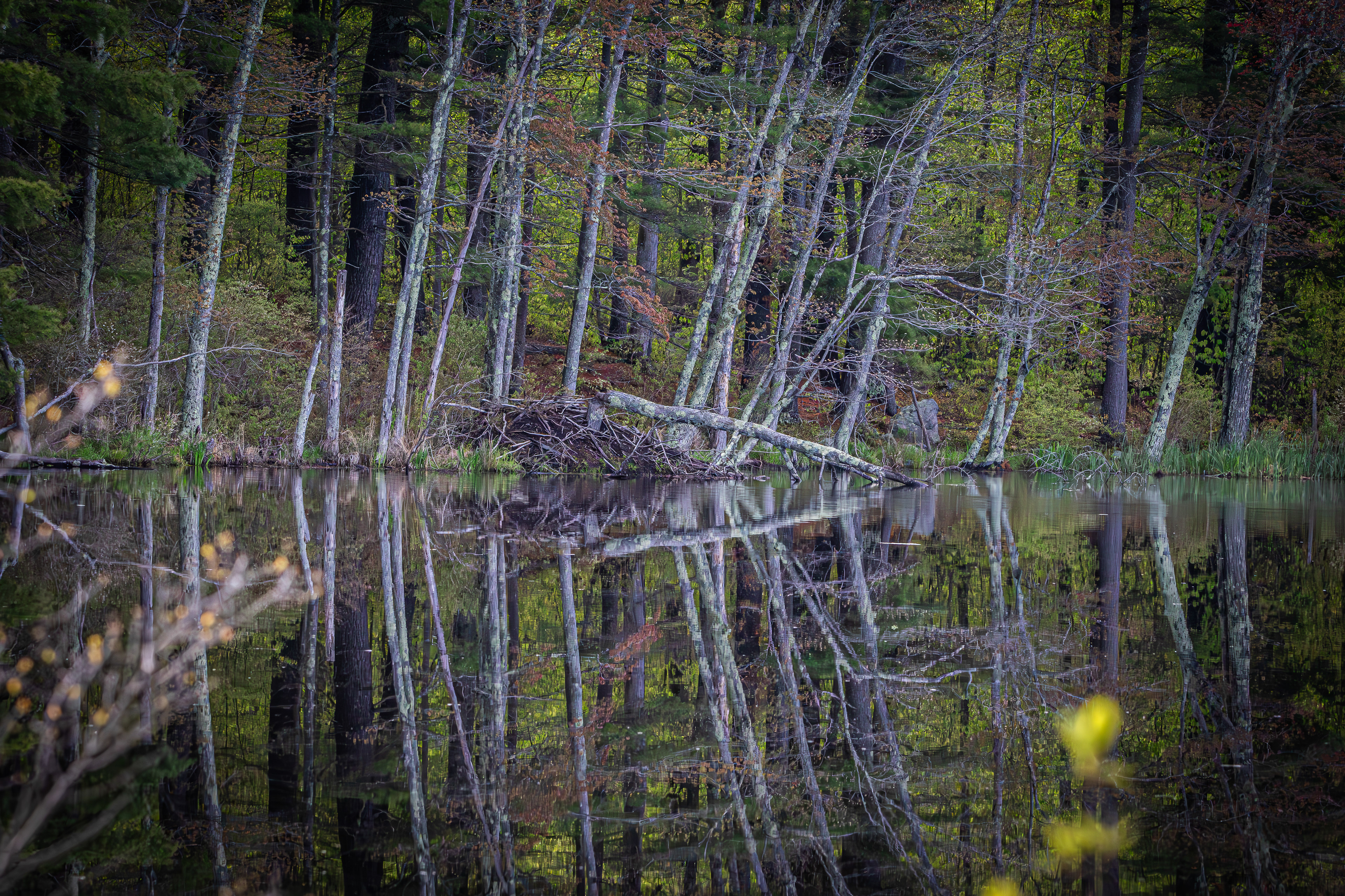 Turning Mill Pond Reflections - May 16, 2026